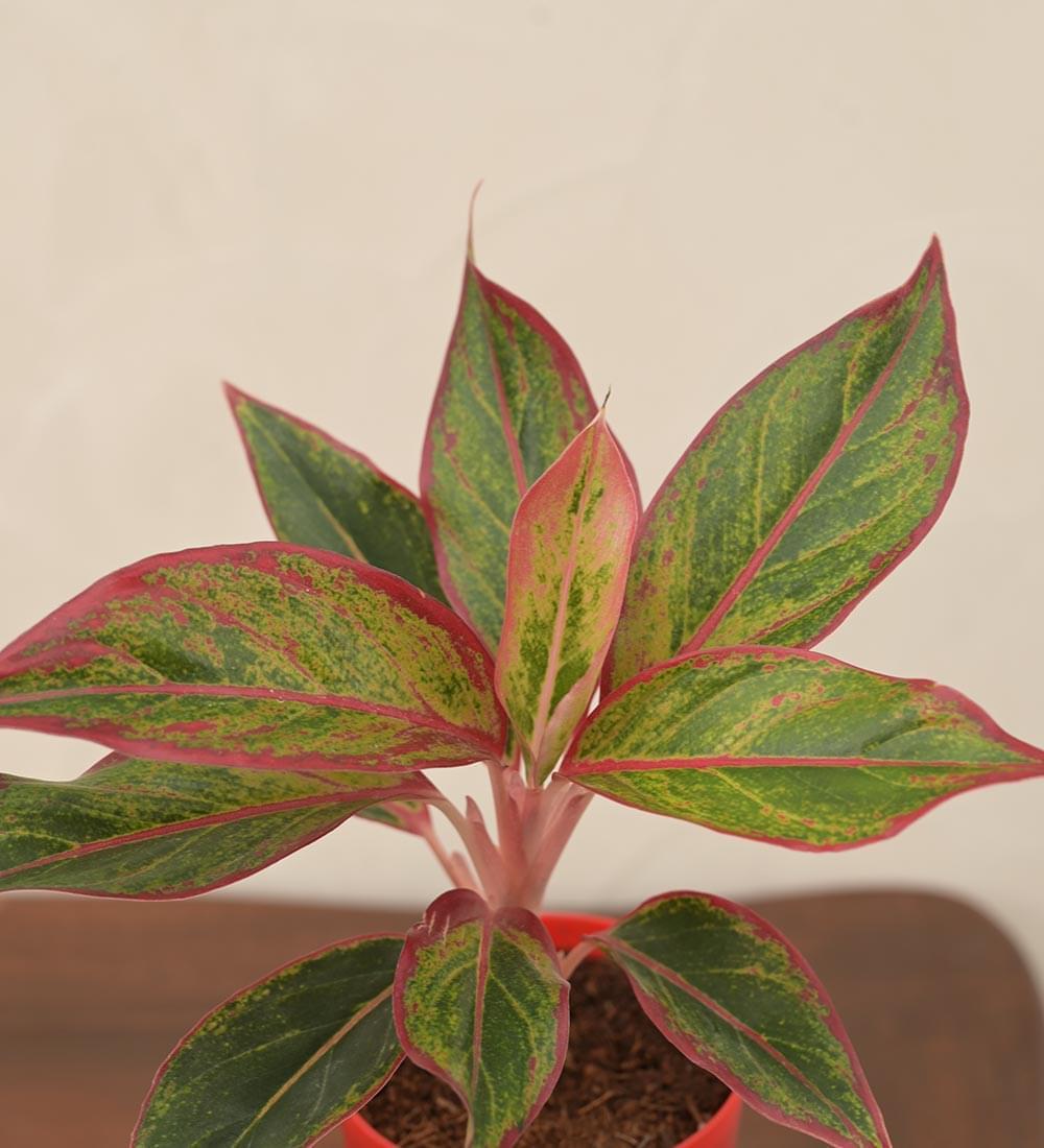 Ugaoo Aglaonema Red Plant Gift Hamper - view 2