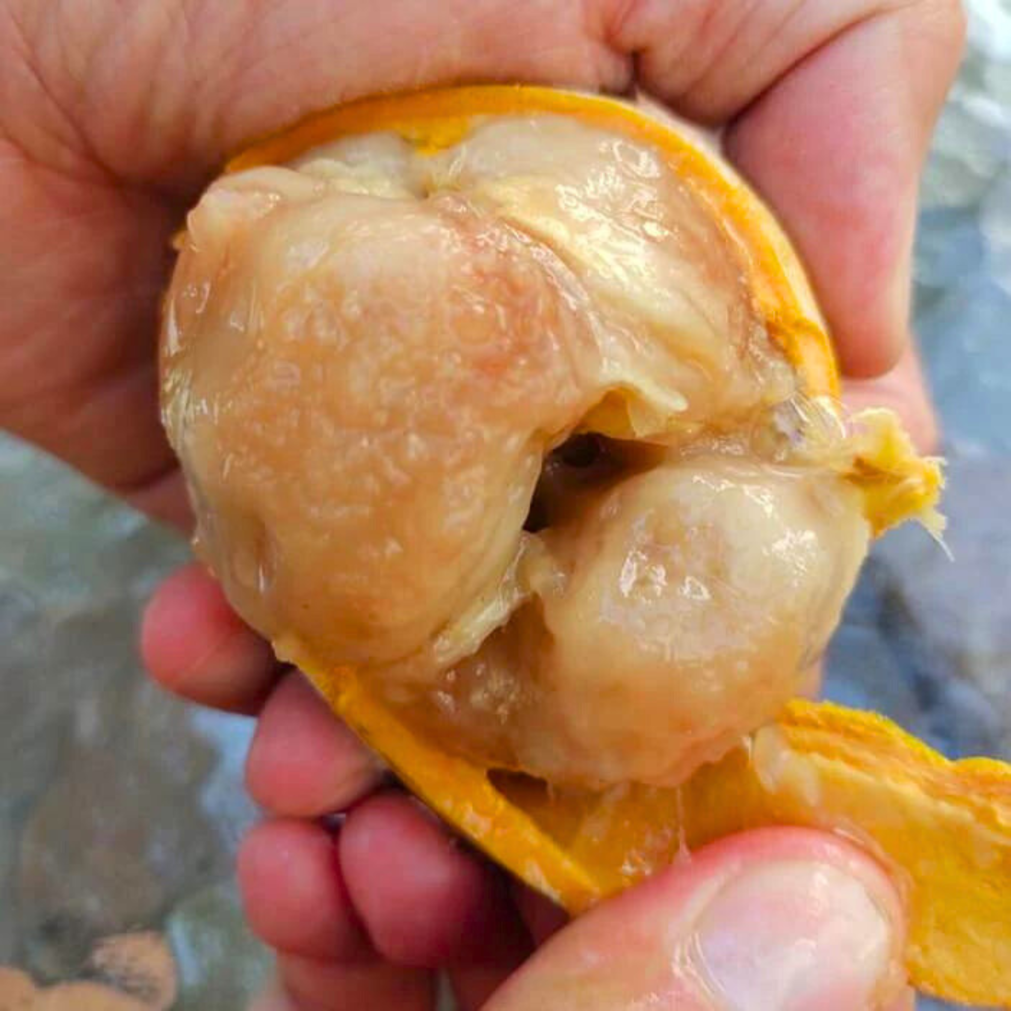 VL Gogo (Salacia macrophylla) Fruit Live Plant