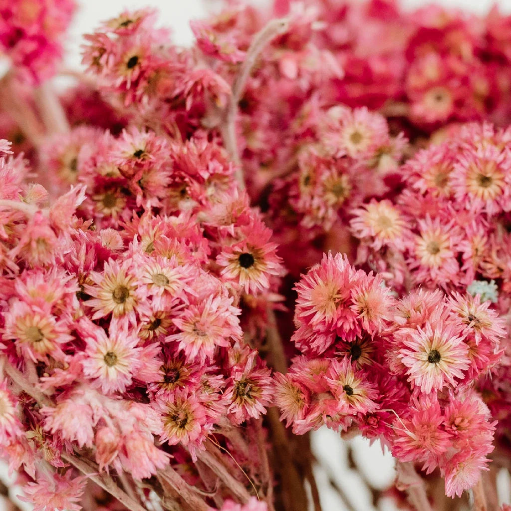 FiftyFlowers Pink Dried Andean Asters - view 3