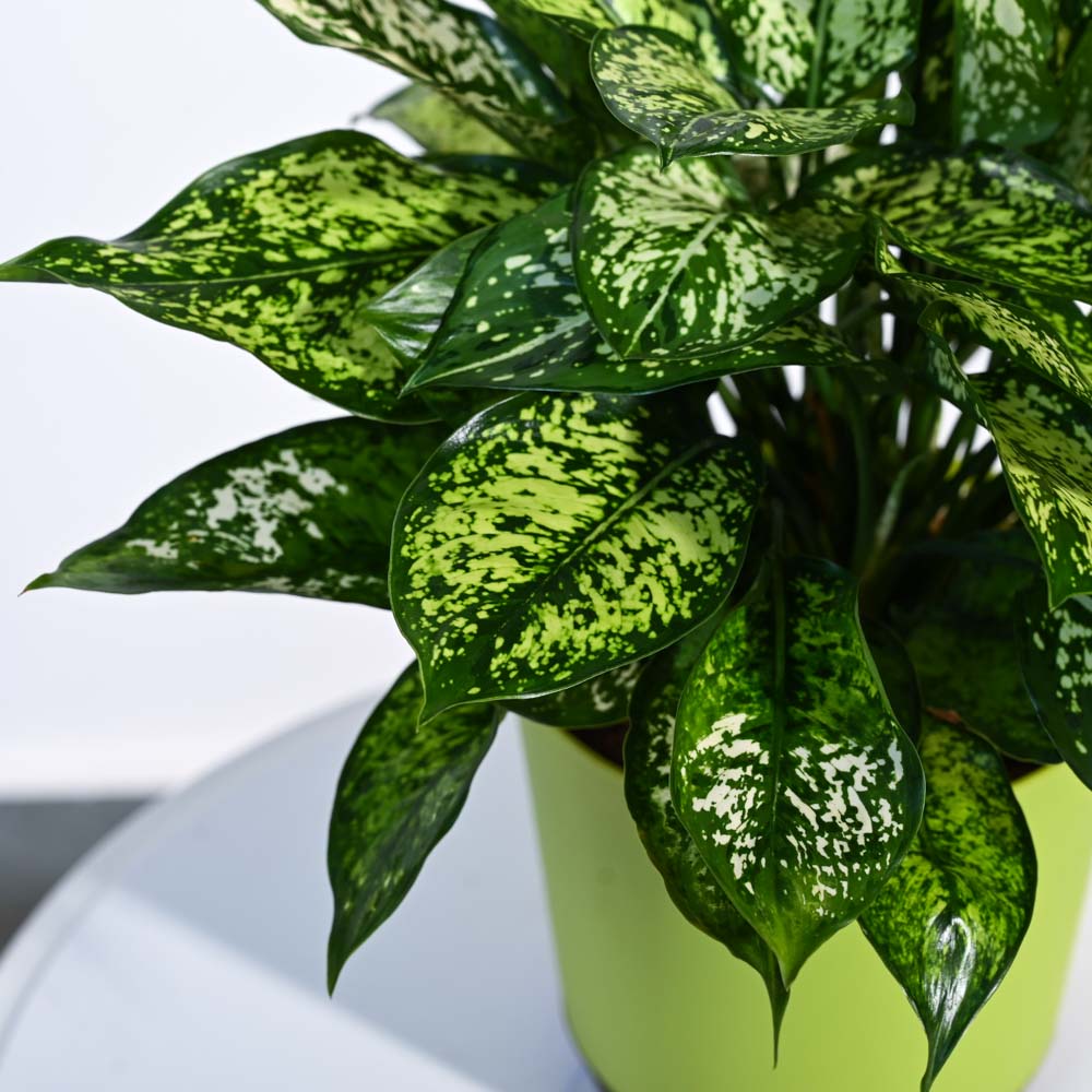 Ugaoo Aglaonema Snow White Plant - view 42
