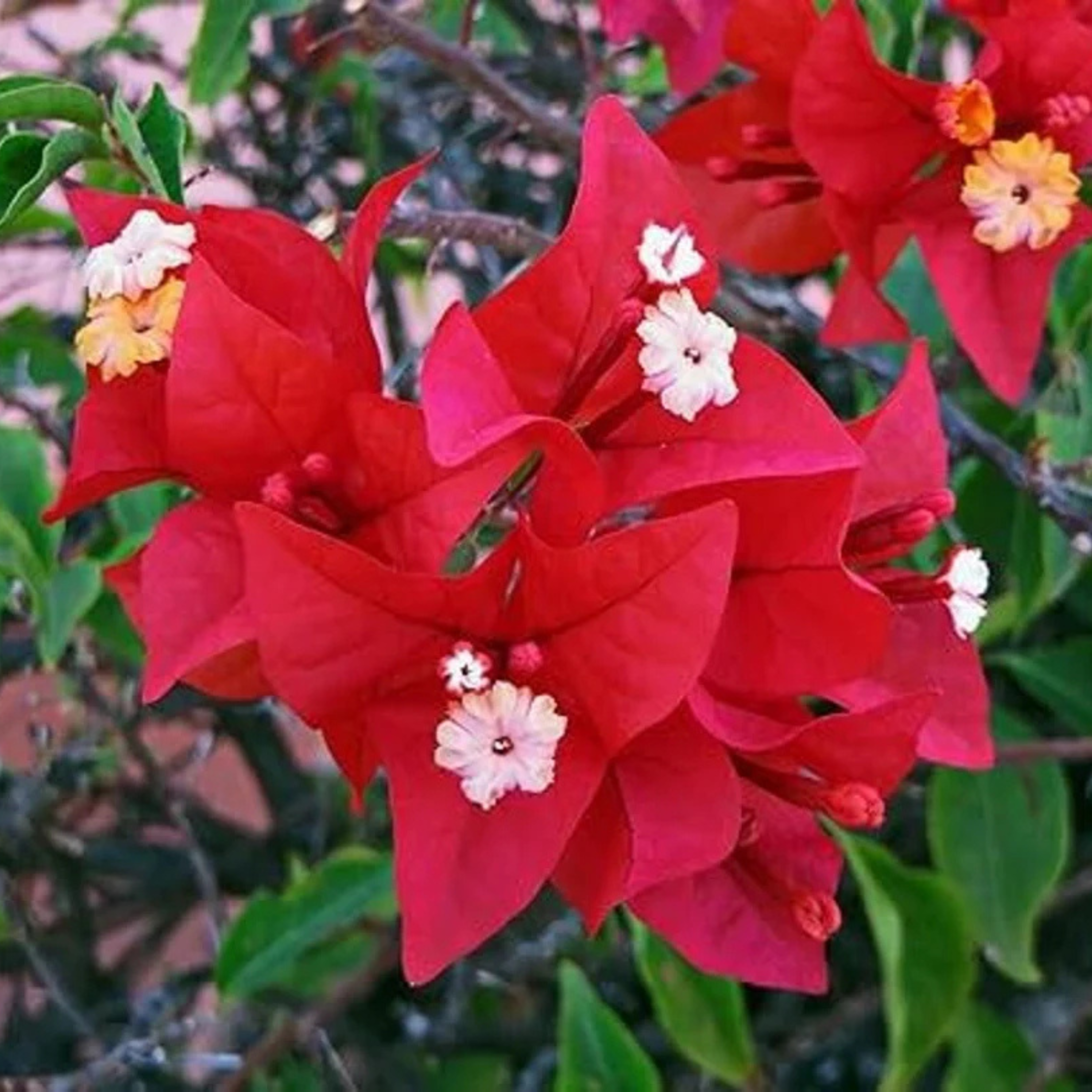 DZ Bougainvillea Ruby Red (Paper Flower) Rare Flowering Live Plant