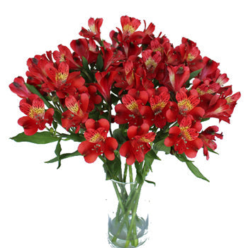 FiftyFlowers Brick Red Peruvian Lilies