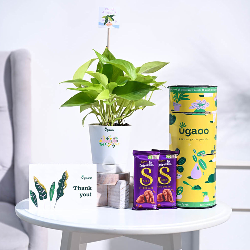 Ugaoo Money Plant Golden Thank you Gift Hamper