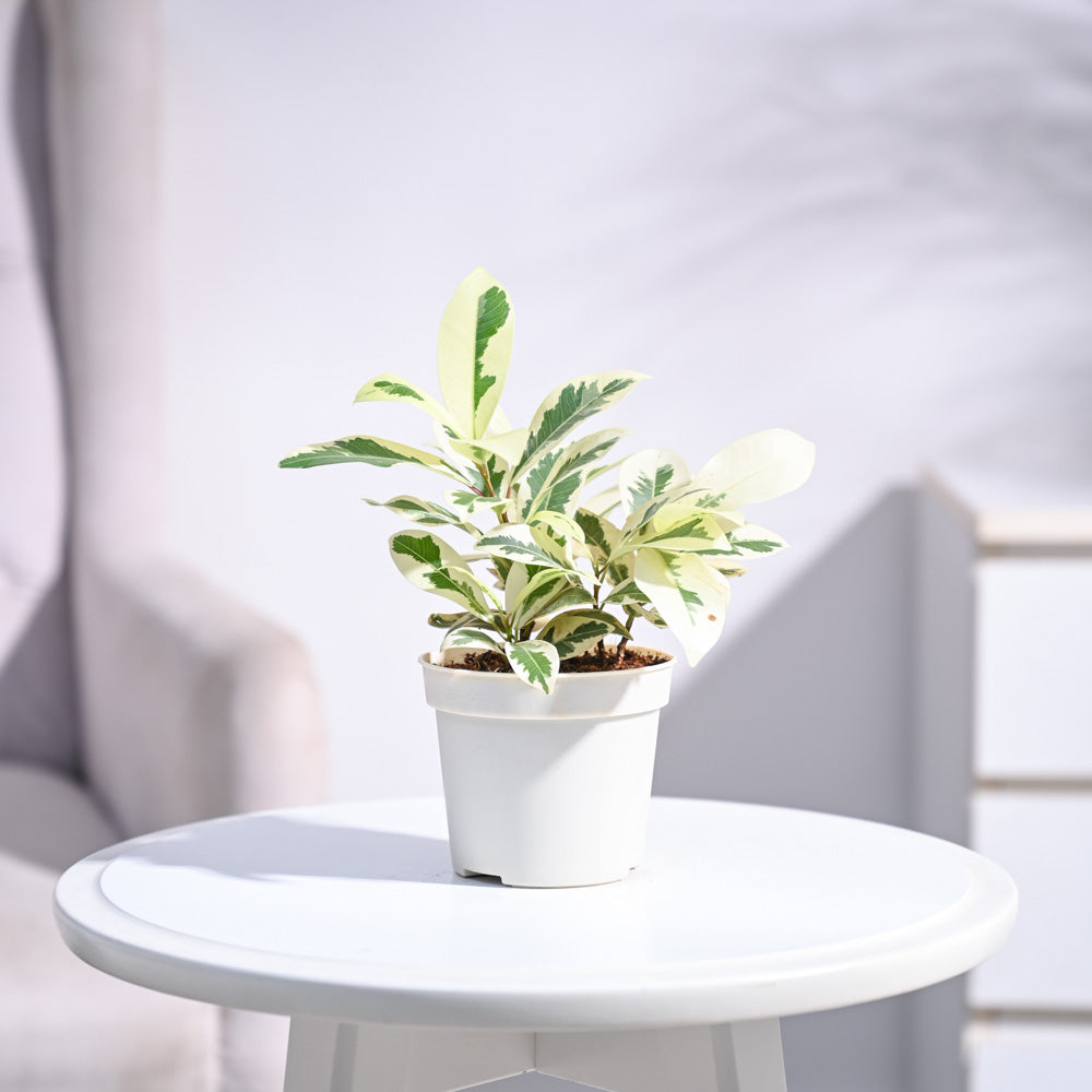 Ugaoo Ficus Prestige Plant - view 147