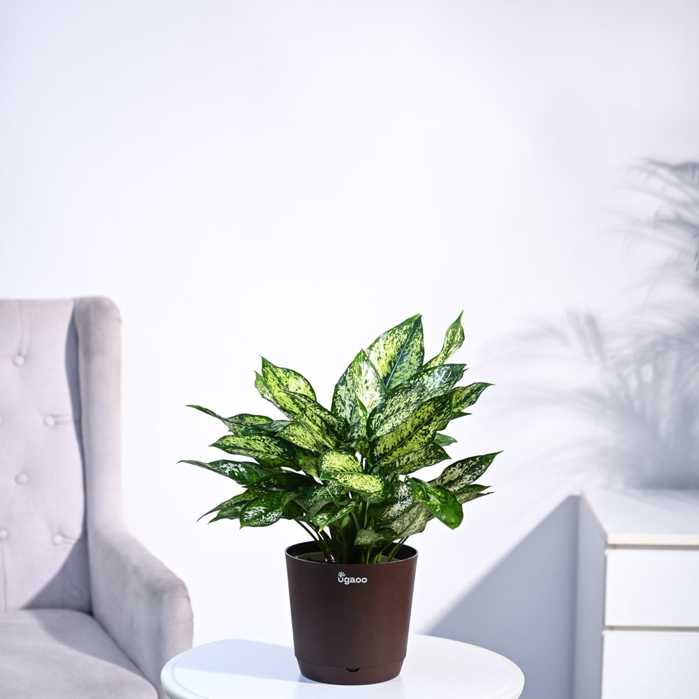 Ugaoo Aglaonema Snow White Plant - view 25
