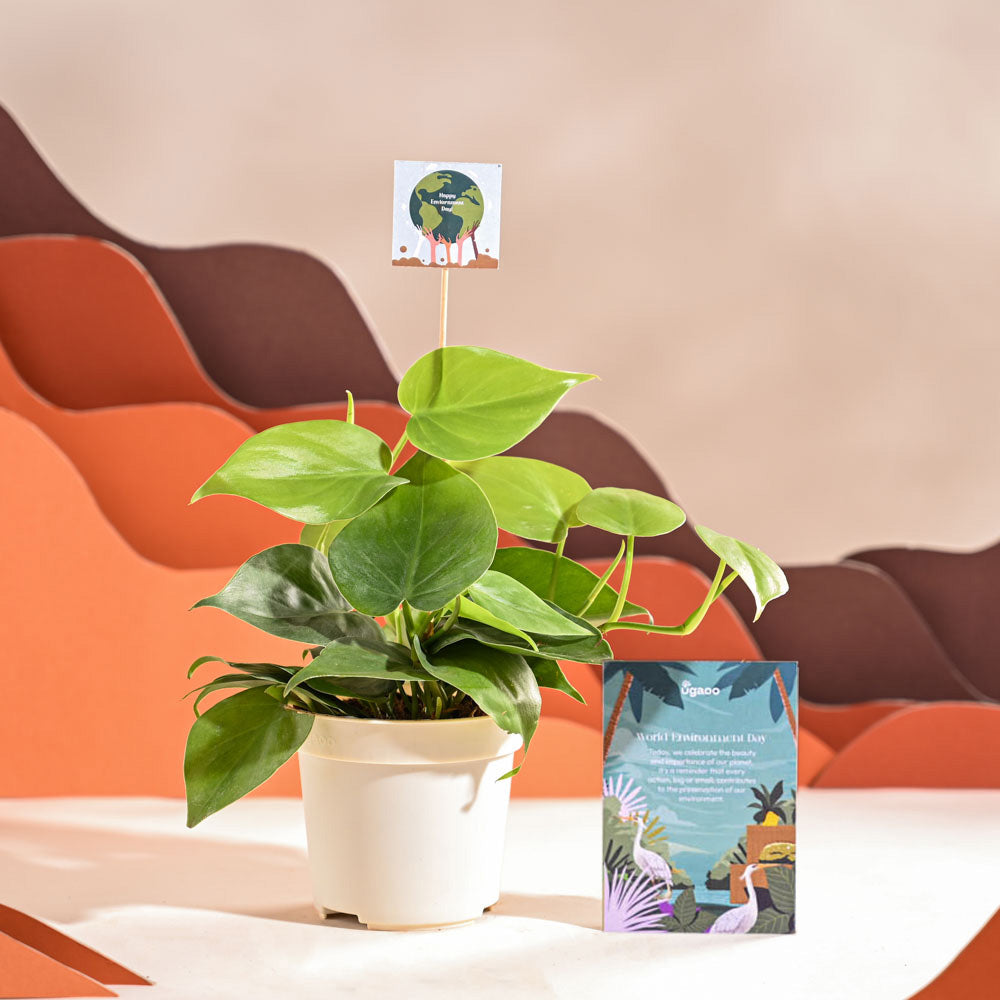 Ugaoo Philodendron Oxycardium Green Plant For Environment Day Gifting - view 62