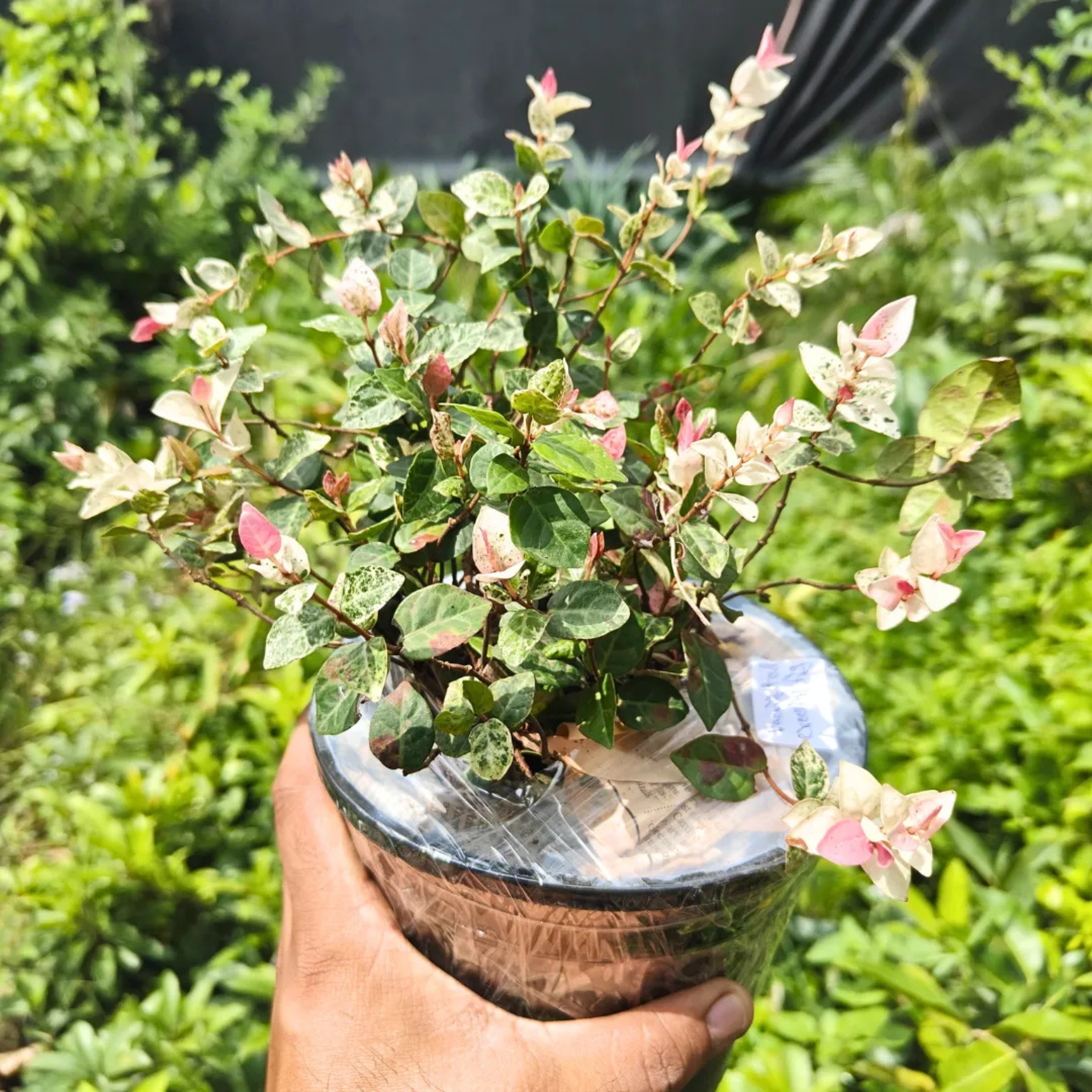 MR Asiatic Jasmine Variegated Ornamental Live Plant - view 3