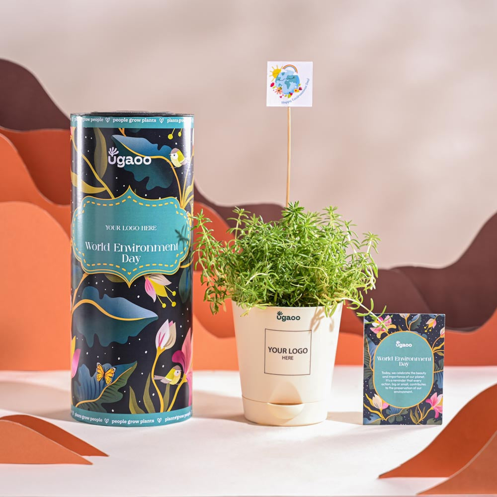 Ugaoo Golden Sedum Plant For Environment Day Gifting - view 2