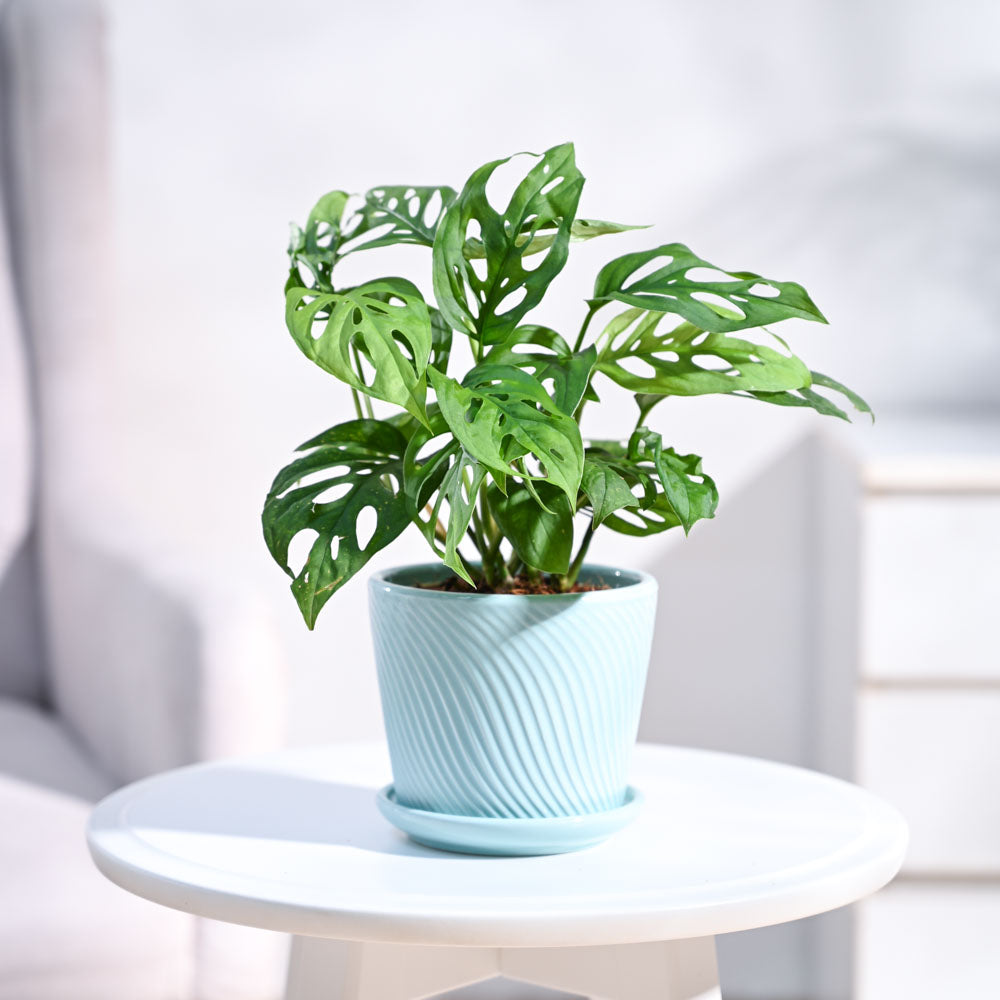 Ugaoo Broken Heart Plant - view 67