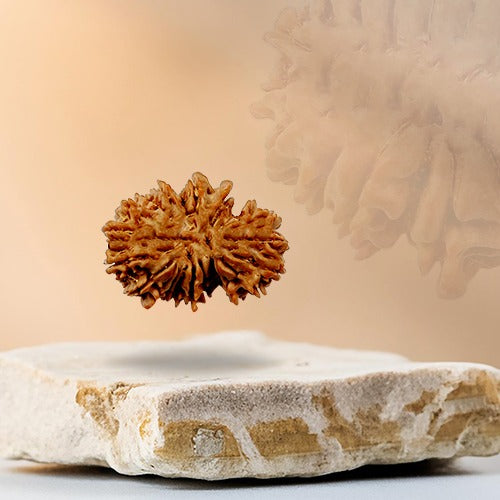 Gemsmantra 21 Mukhi - Rarest Nepal Rudraksha - Variant 2