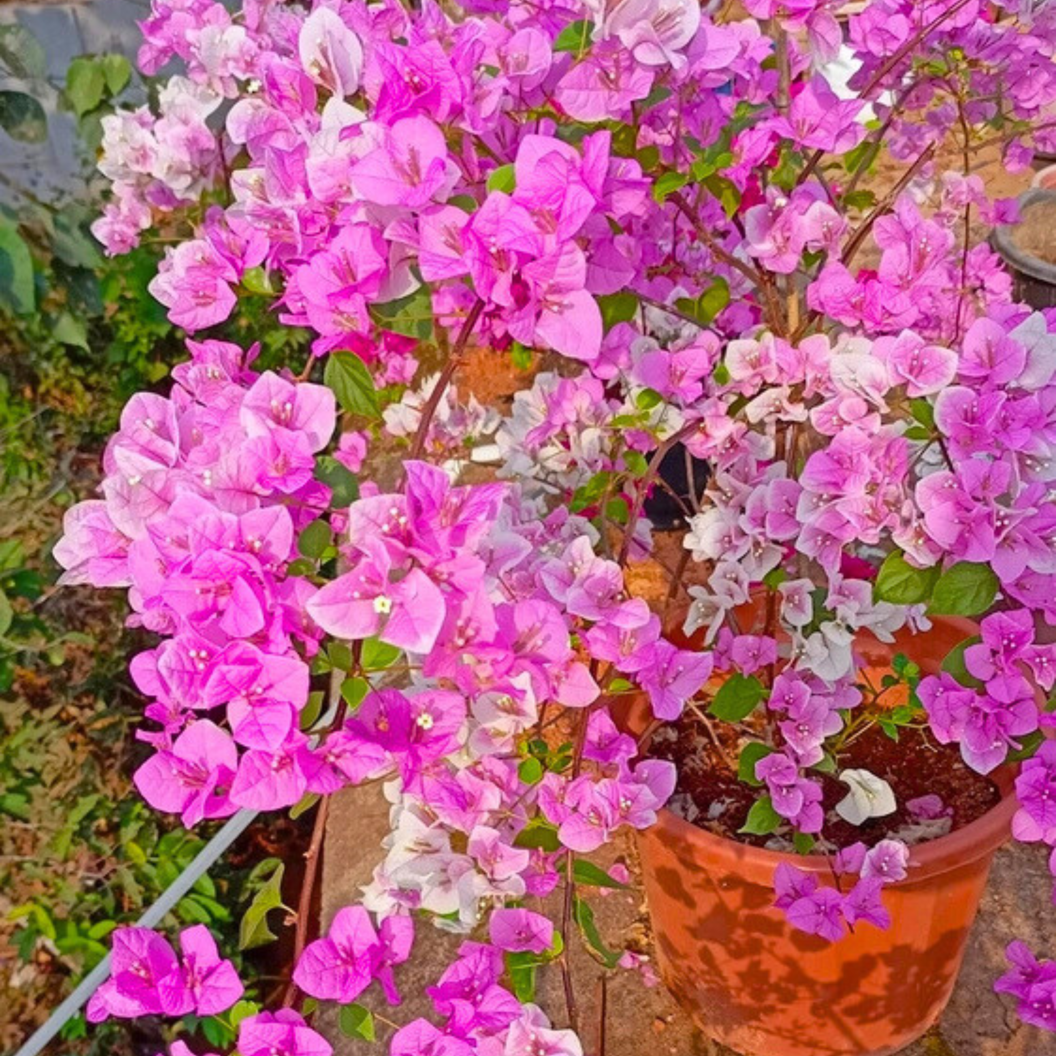 DZ Bougainvillea Splash (Paper Flower) Rare Flowering Live Plant