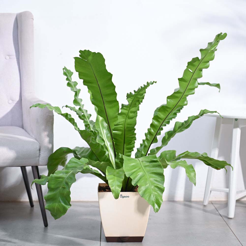 Ugaoo Bird's Nest Fern XL