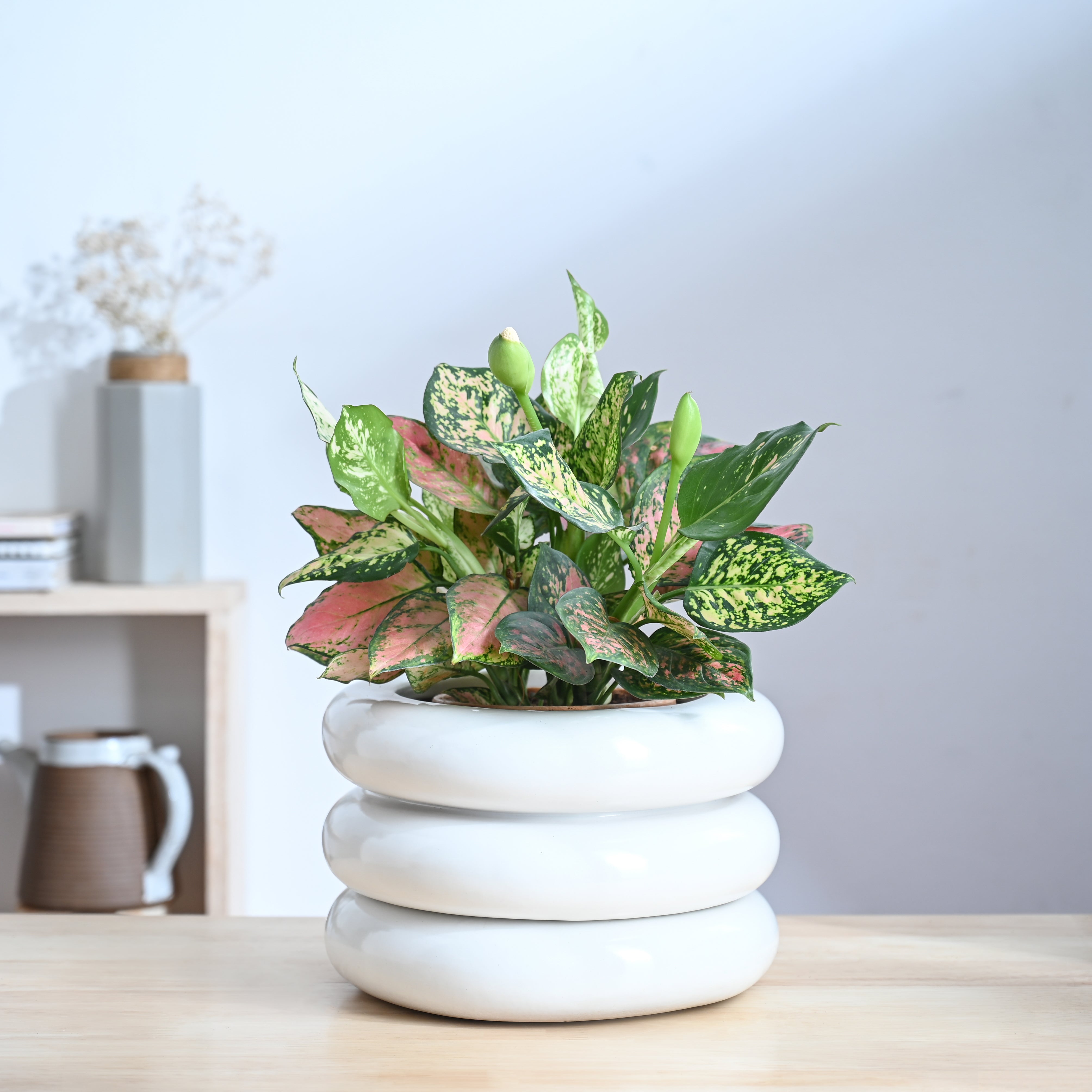 Ugaoo Tiny Kisses Ceramic Planter - view 25