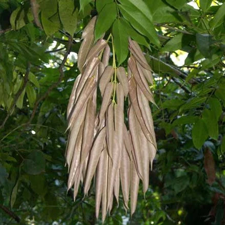 MR Rose of Venezuela Layered Live Flowering Plant (Brownea) - view 6
