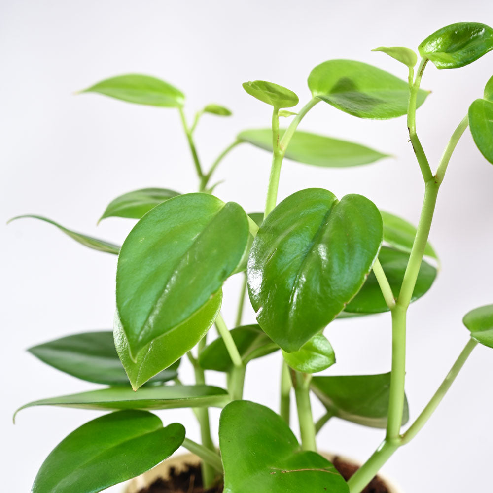 Ugaoo Peperomia Green Creeper Plant With GroPot - view 2