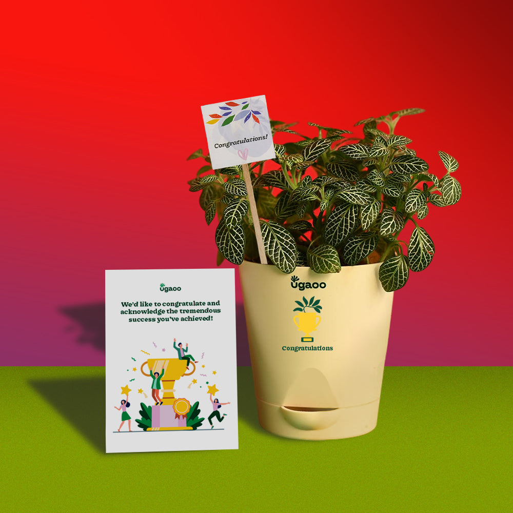 Ugaoo Fittonia Plant with Smoor Choco-Coated Hazelnuts, Butterscotch Barks and Honey & Almond Cookies - view 2