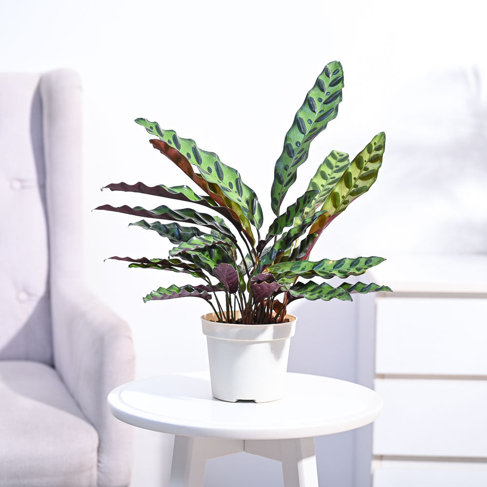 Ugaoo Calathea Rattlesnake Plant - view 2