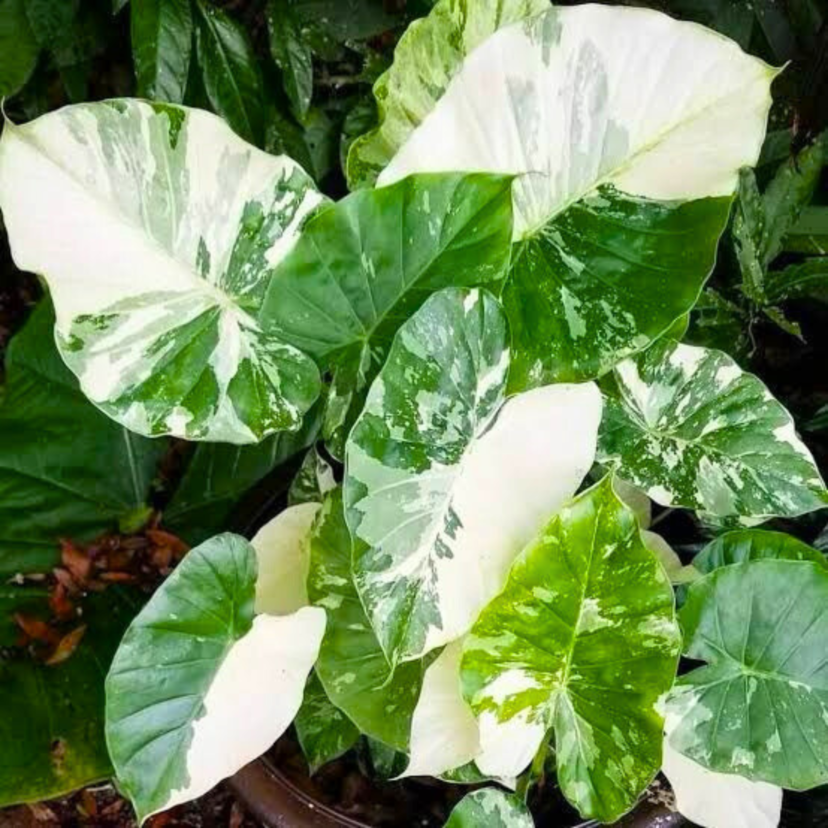 MR Alocasia Variegated Indoor / Outdoor Live Plant - view 2