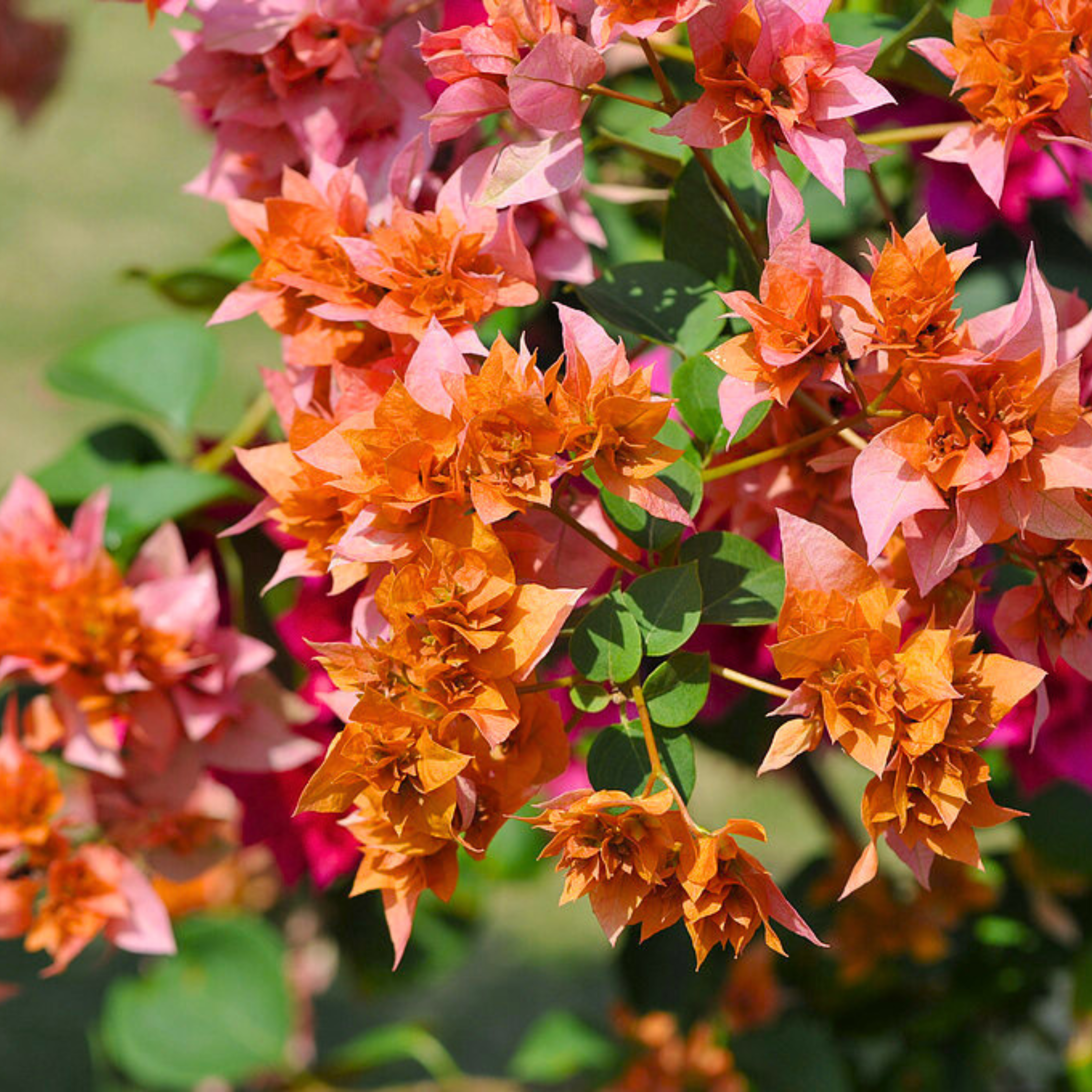 DZ Bougainvillea Roseville Delight (Paper Flower) Rare Flowering Live Plant - view 2