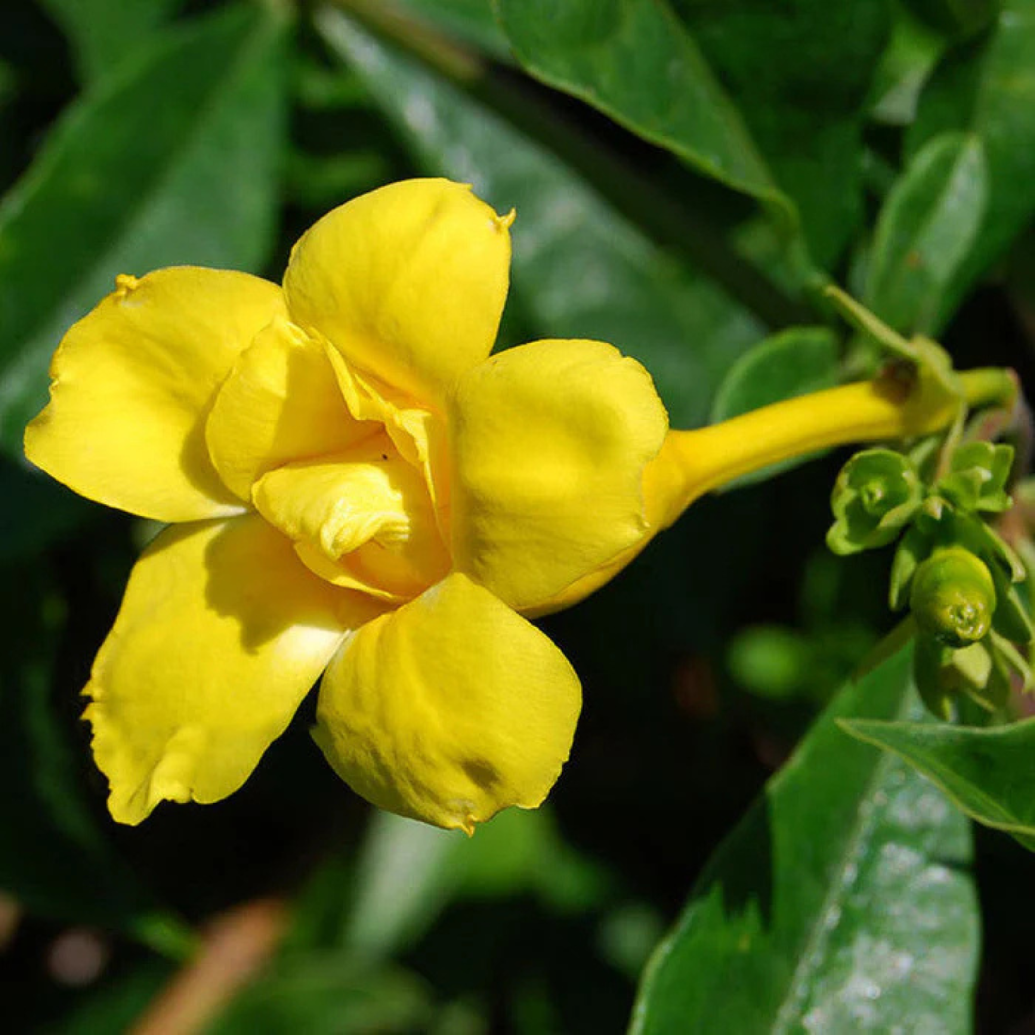 MR Allamanda Flowering Plants Combo - view 6