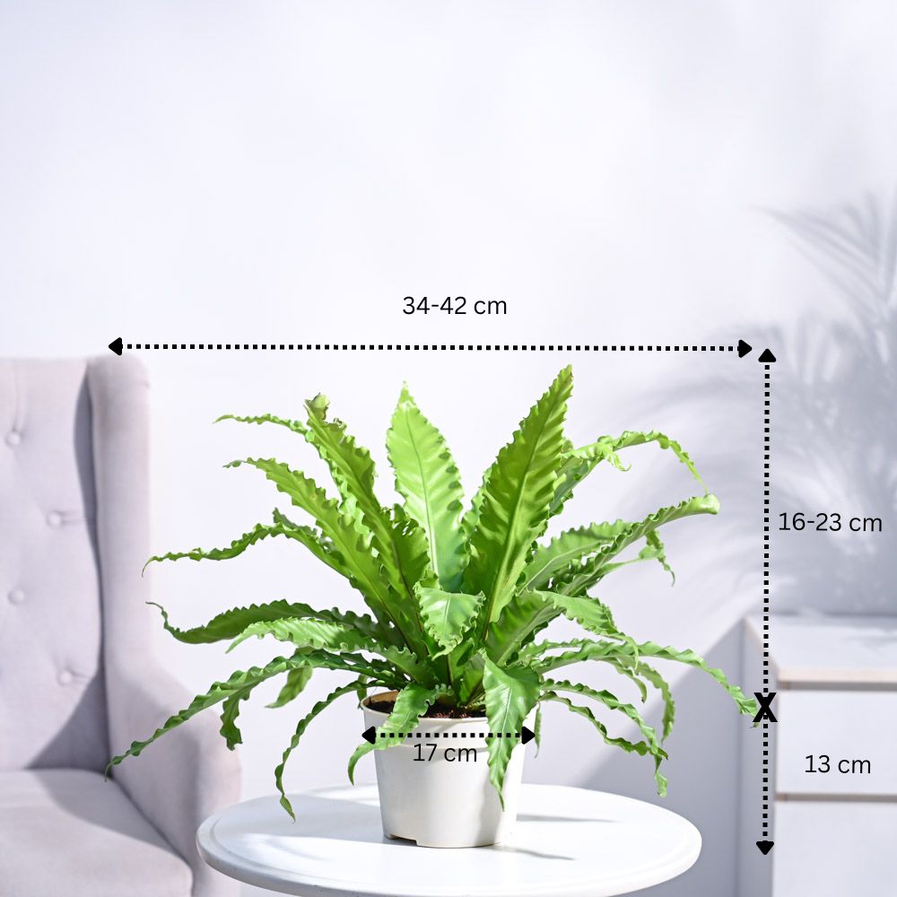 Ugaoo Osaka Bird Nest Fern - view 52