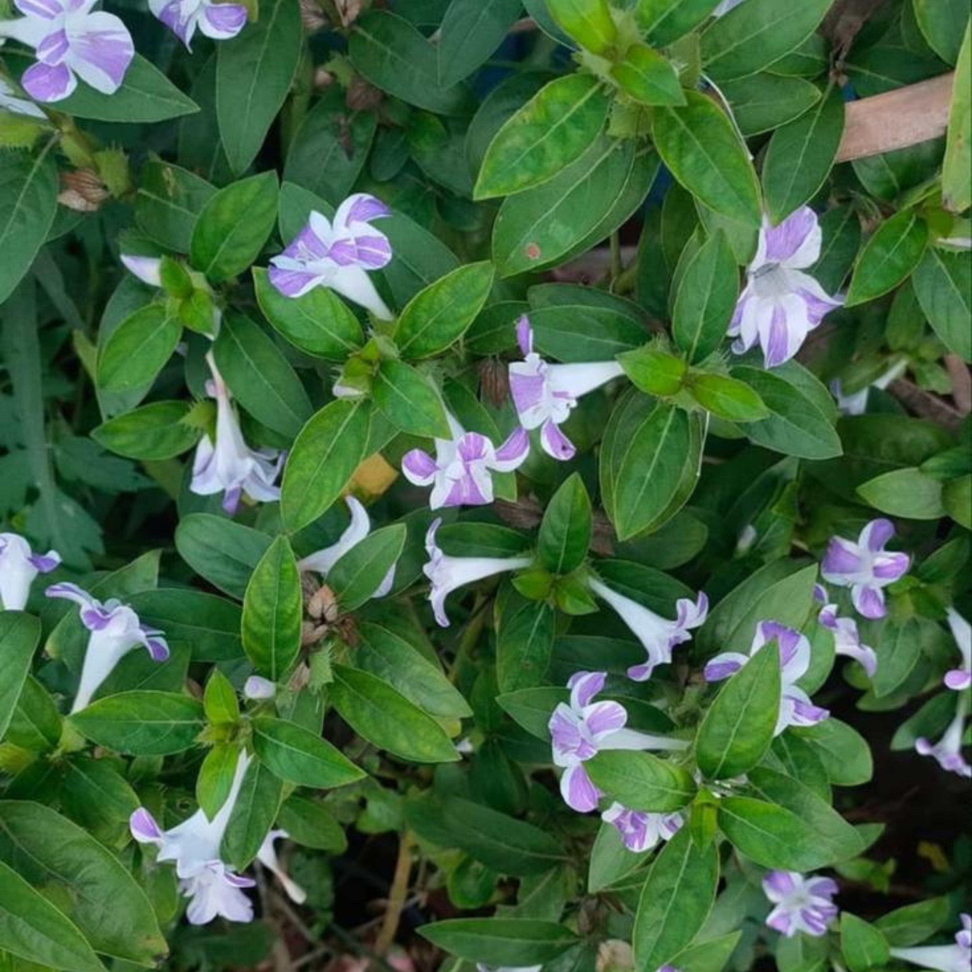 MR December Flower Purple White / Philippine Violet (Barleria cristata) Flowering Live Plant - view 4