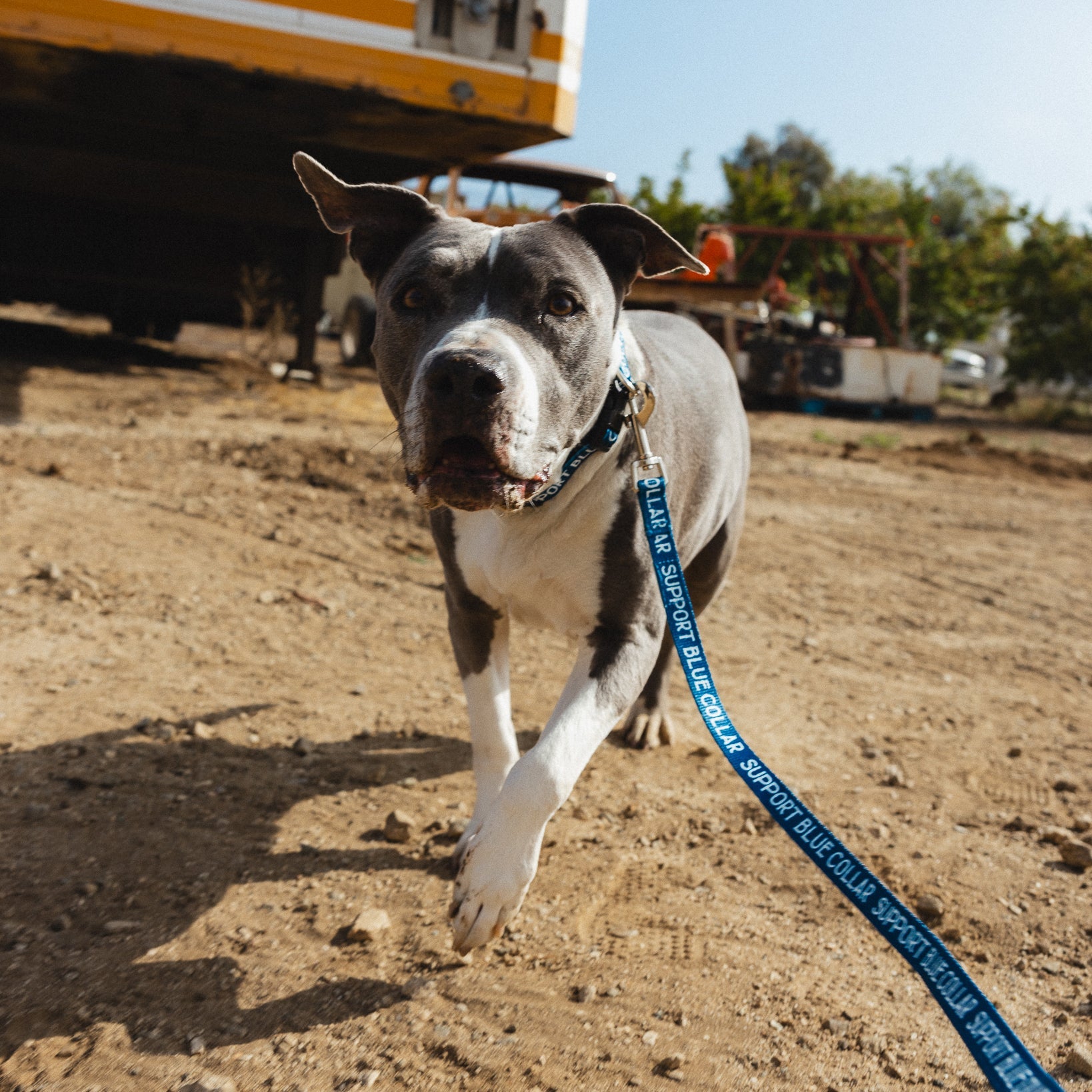 Radial SBC Heavy Duty Dog Leash – Blue - view 4