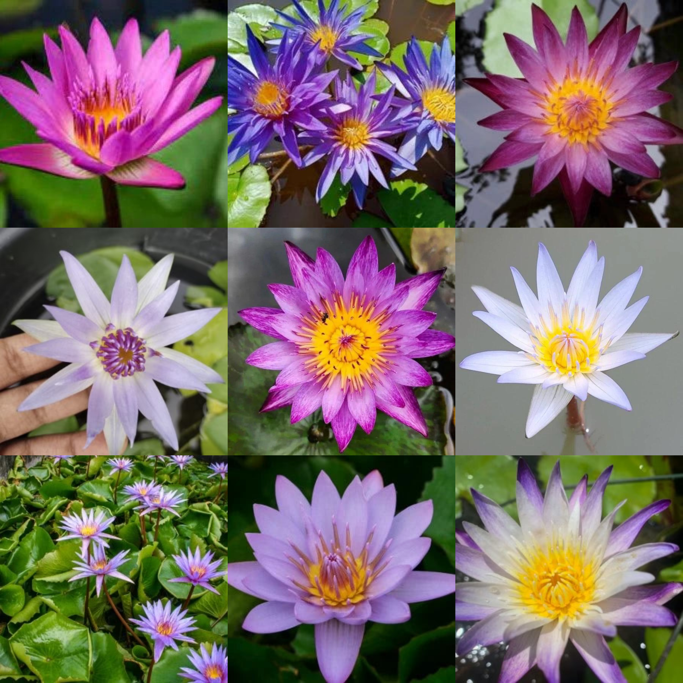 DZ Tropical Waterlily 10 Plants Combo