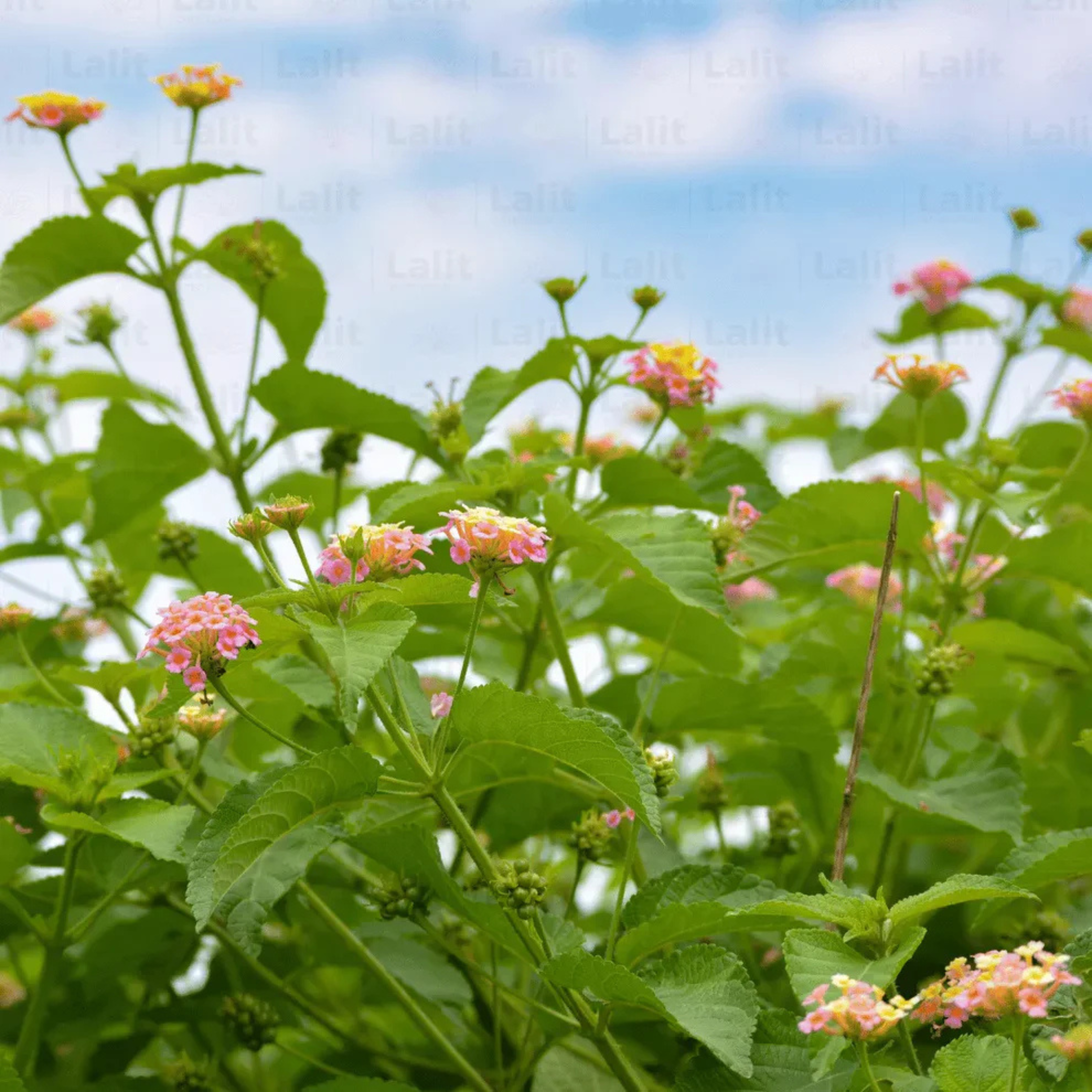 MR Lantana Pink Imported (Tick Berry) All Time Flowering Live Plant