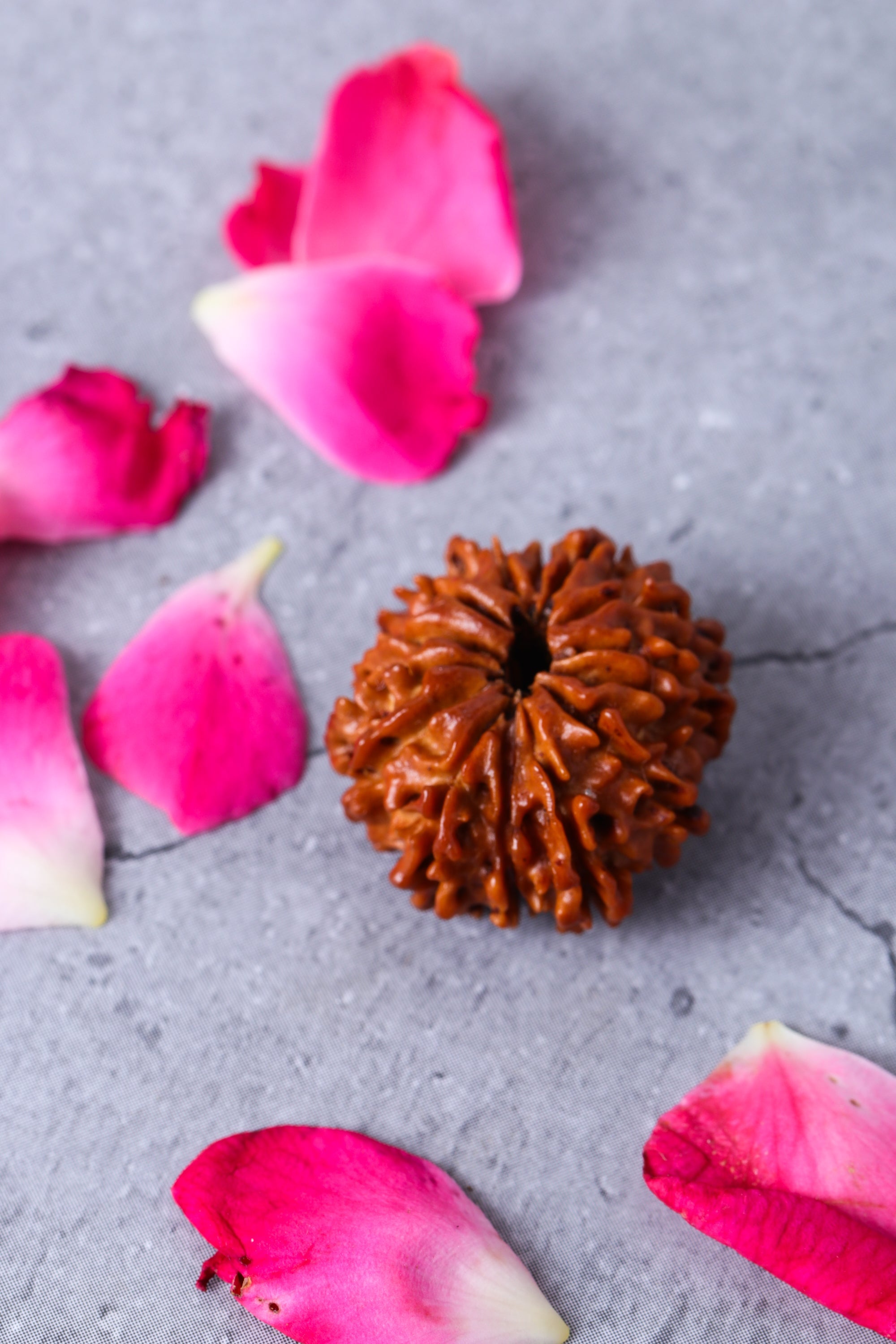 Studio Vaidik 14 mukhi Natural Rudraksha - view 3