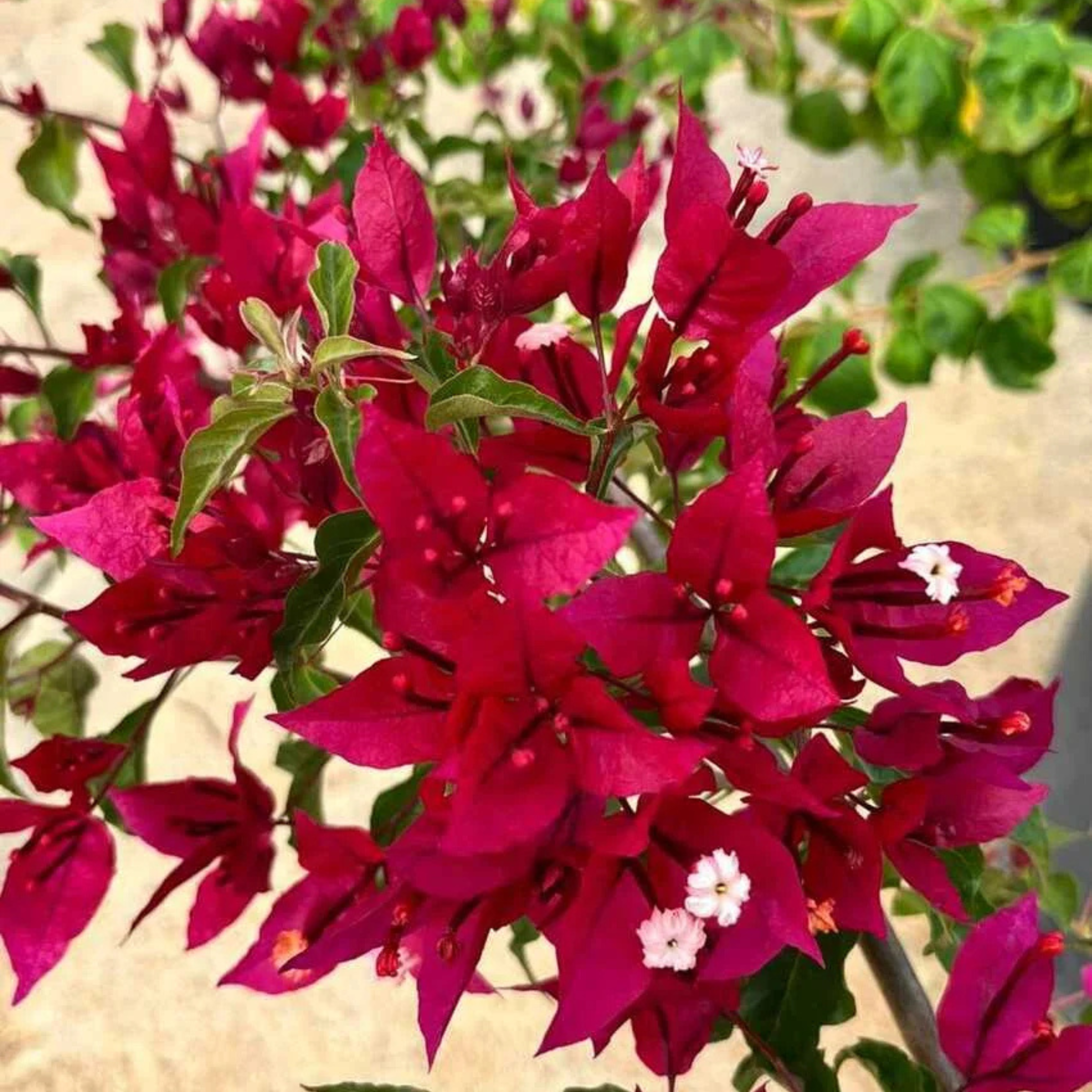 DZ Bougainvillea Ruby Red Hybrid (Paper Flower) Rare Flowering Live Plant