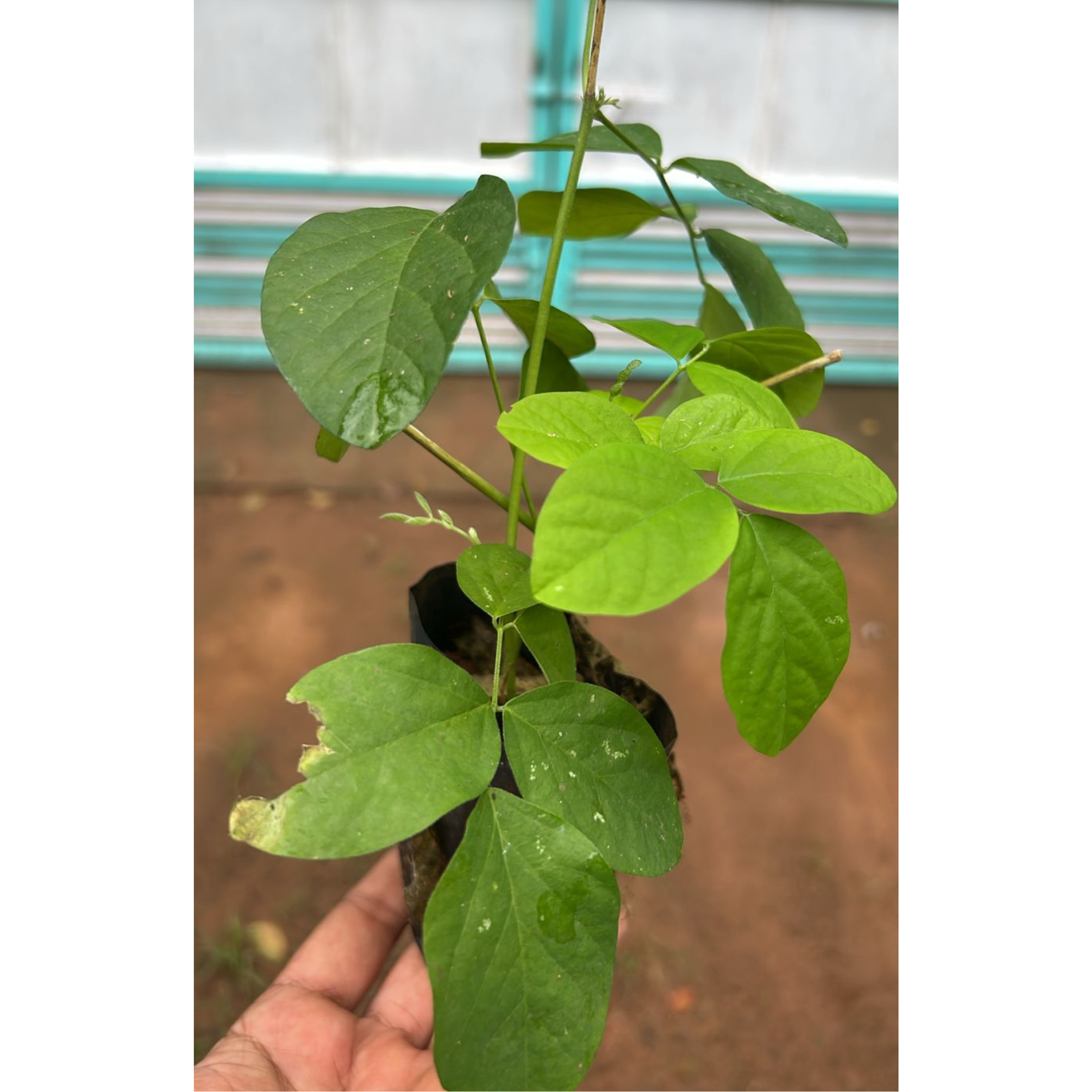 MR Sky Blue Butterfly Pea Vine Multi Petal (Clitoria ternatea) Rare Flowering Live Plant