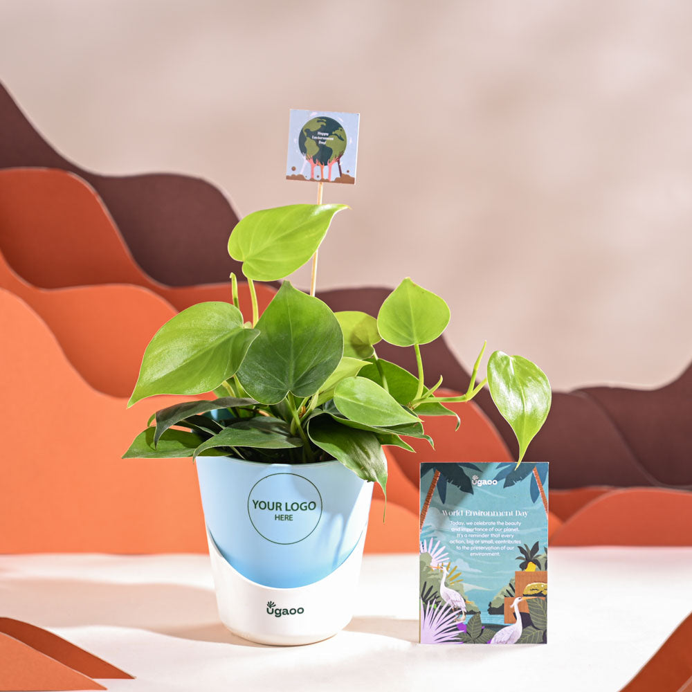 Ugaoo Philodendron Oxycardium Green Plant For Environment Day Gifting - view 20