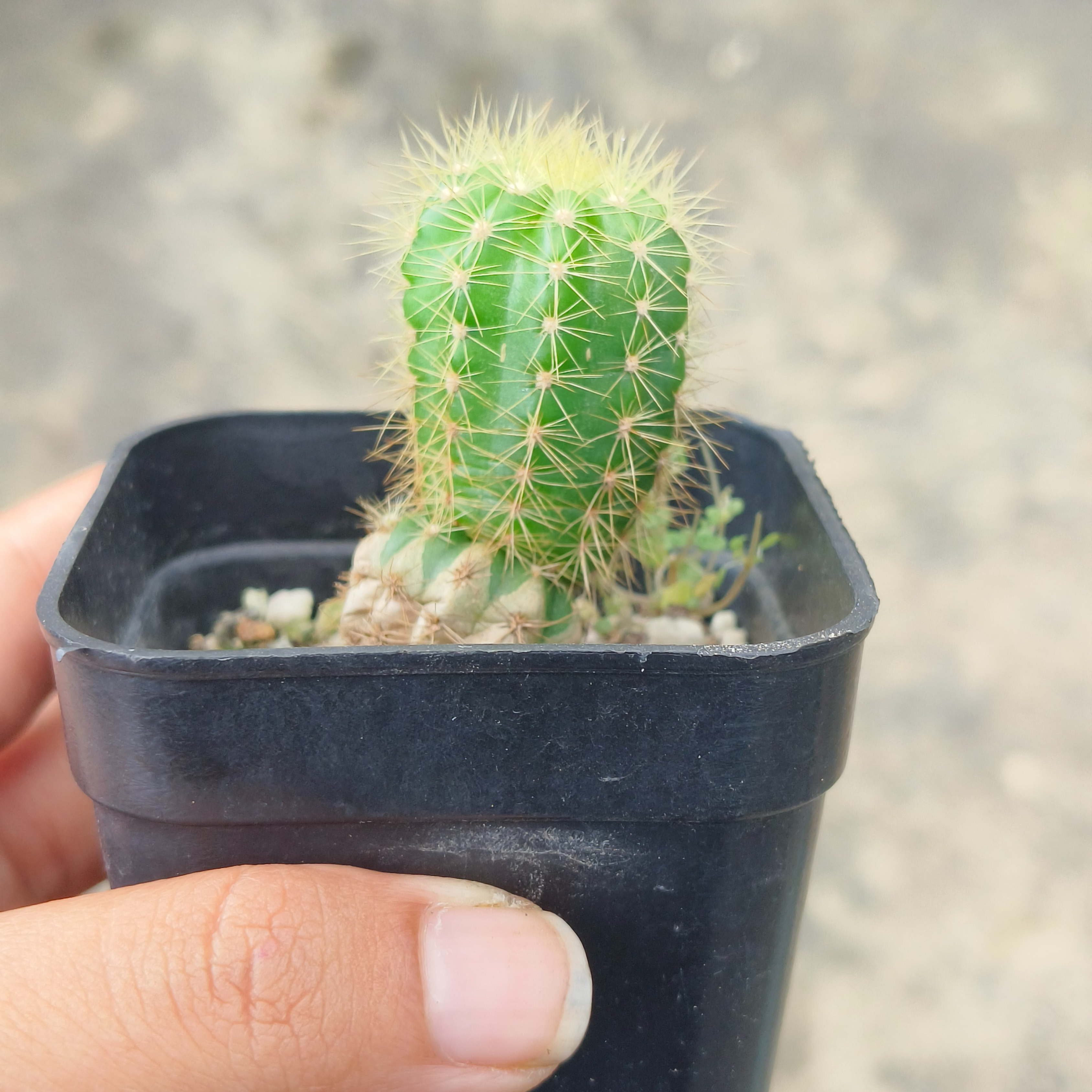 DZ Echinopsis Tubiflora Cactus