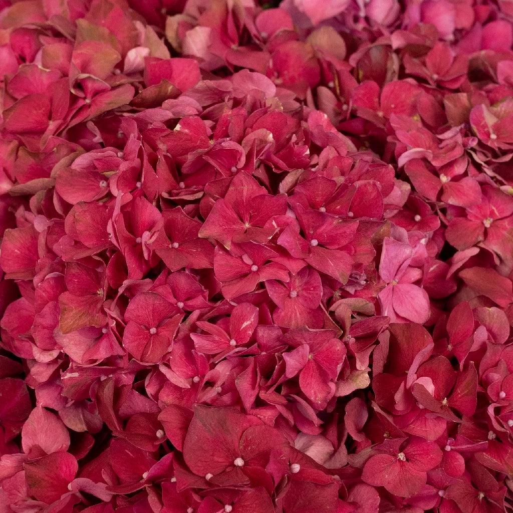 FiftyFlowers Crimson Red Hydrangea Flowers