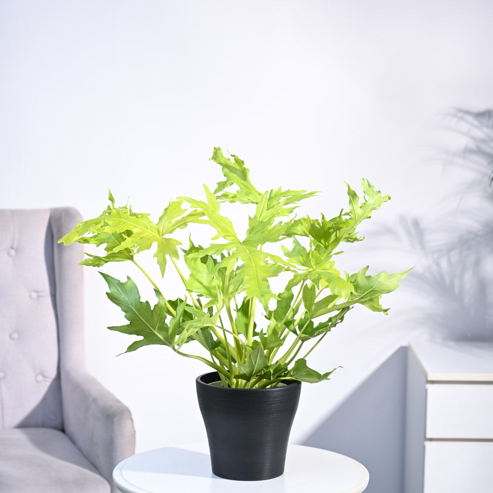 Ugaoo Philodendron Selloum Golden Plant - view 50