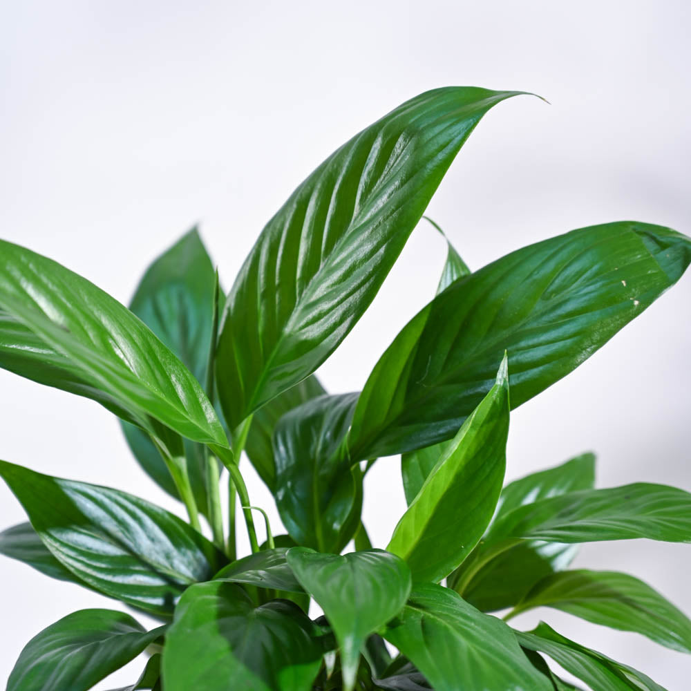 Ugaoo Peace Lily For Environment Day Gifting - view 54
