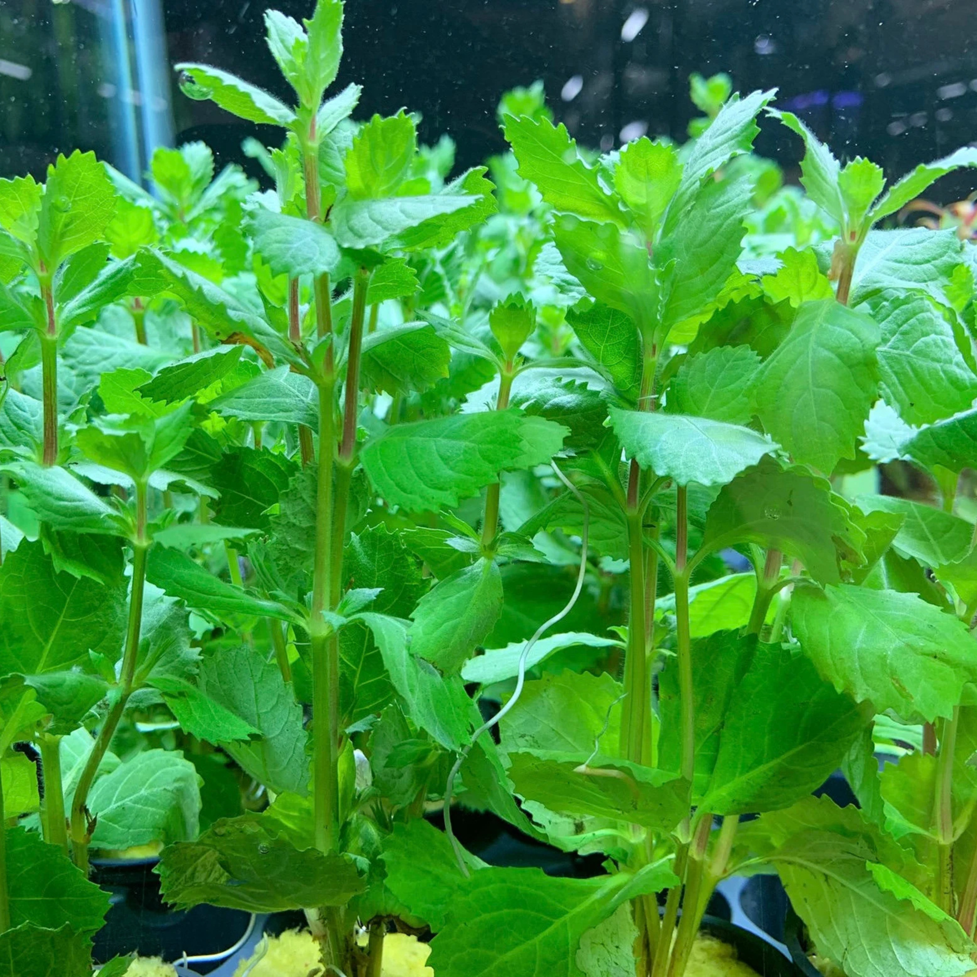 MRWP Water Wisteria (Hygrophila difformisa) Aquarium Live Plant - view 5