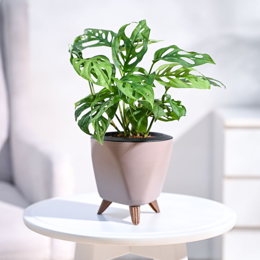 Ugaoo Broken Heart Plant - view 55