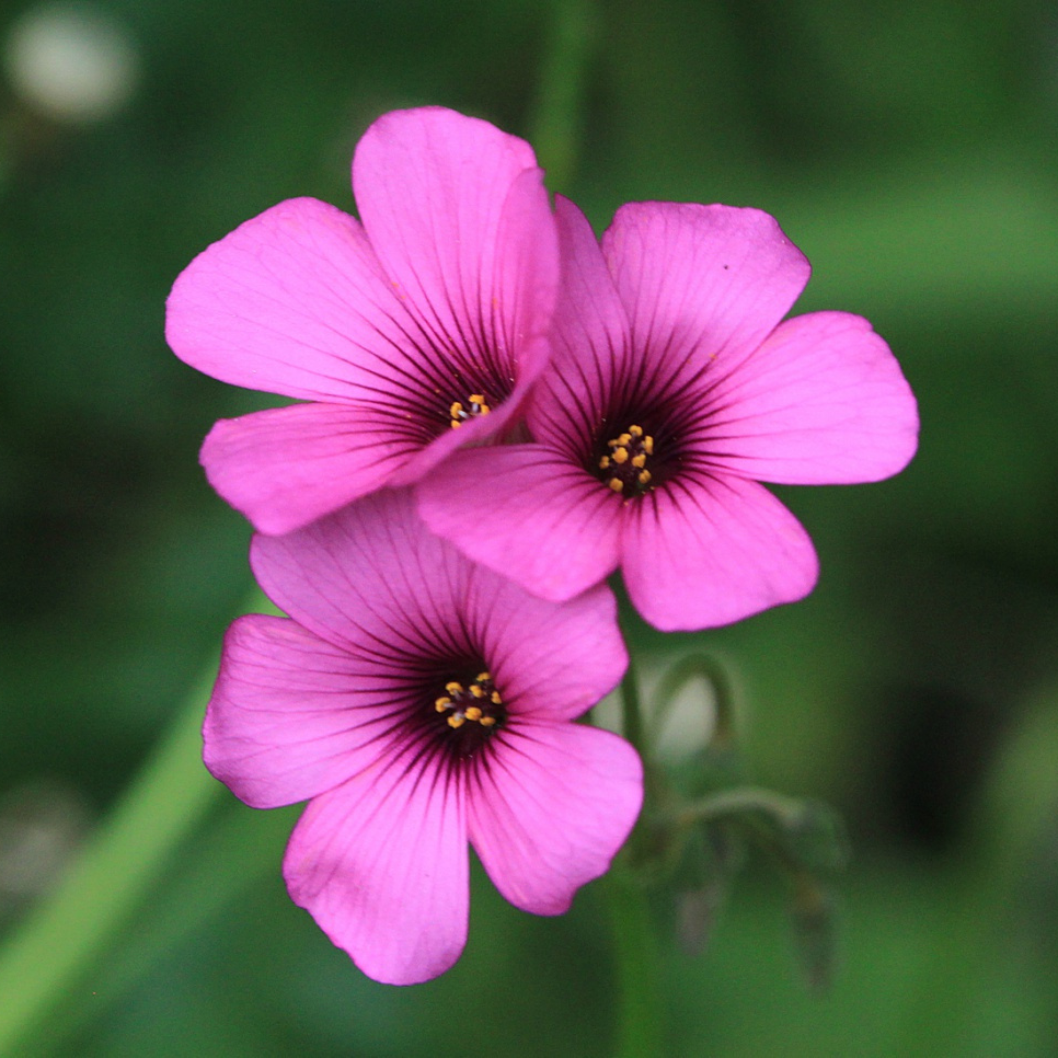 MR Oxalis Pink with Green Leaves Flowering Live Plant - view 4