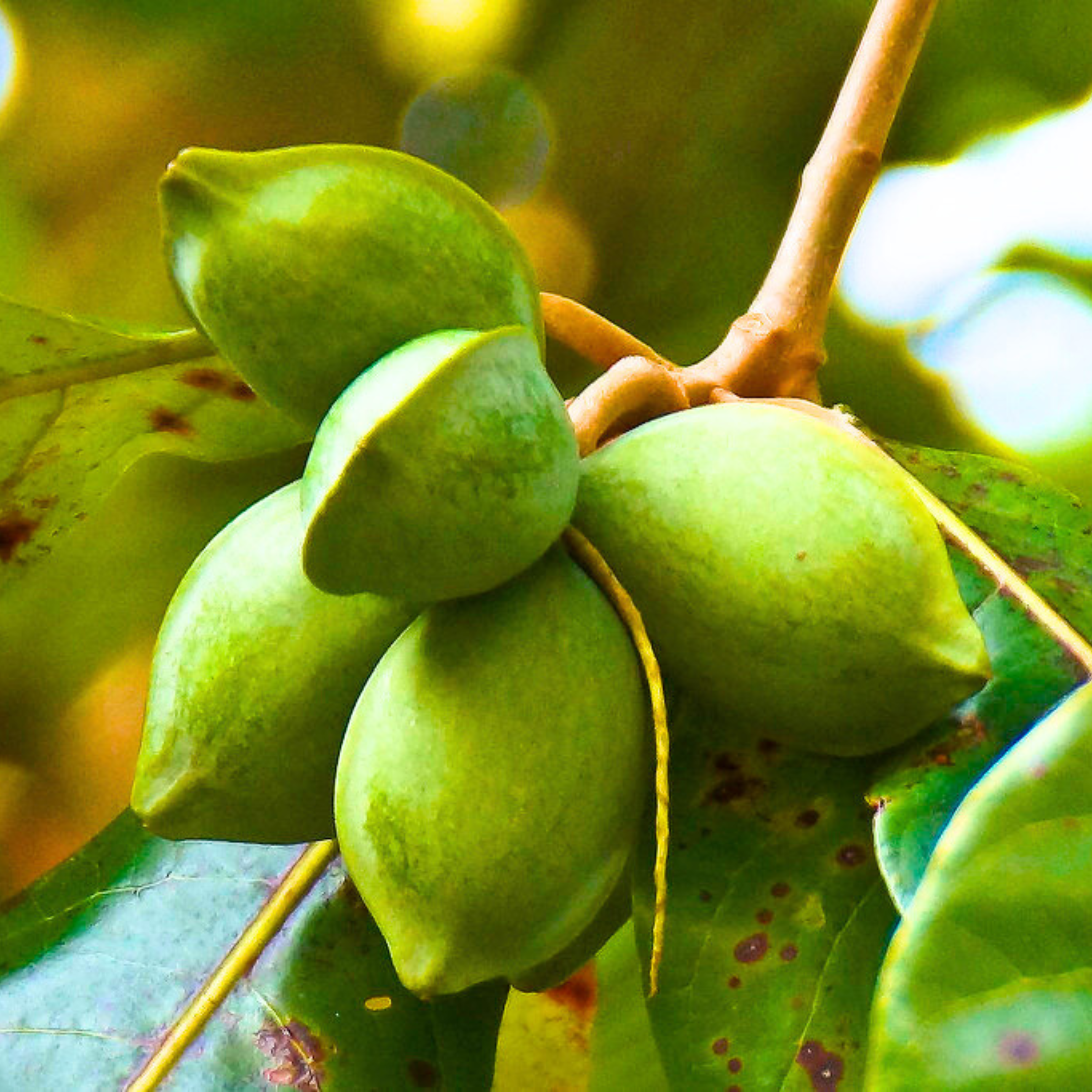 MR Indian Almond / Badam (Terminalia catappa) Fruit Live Plant
