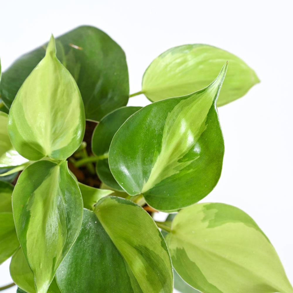 Ugaoo Philodendron Brasil Plant with GroPot - view 2