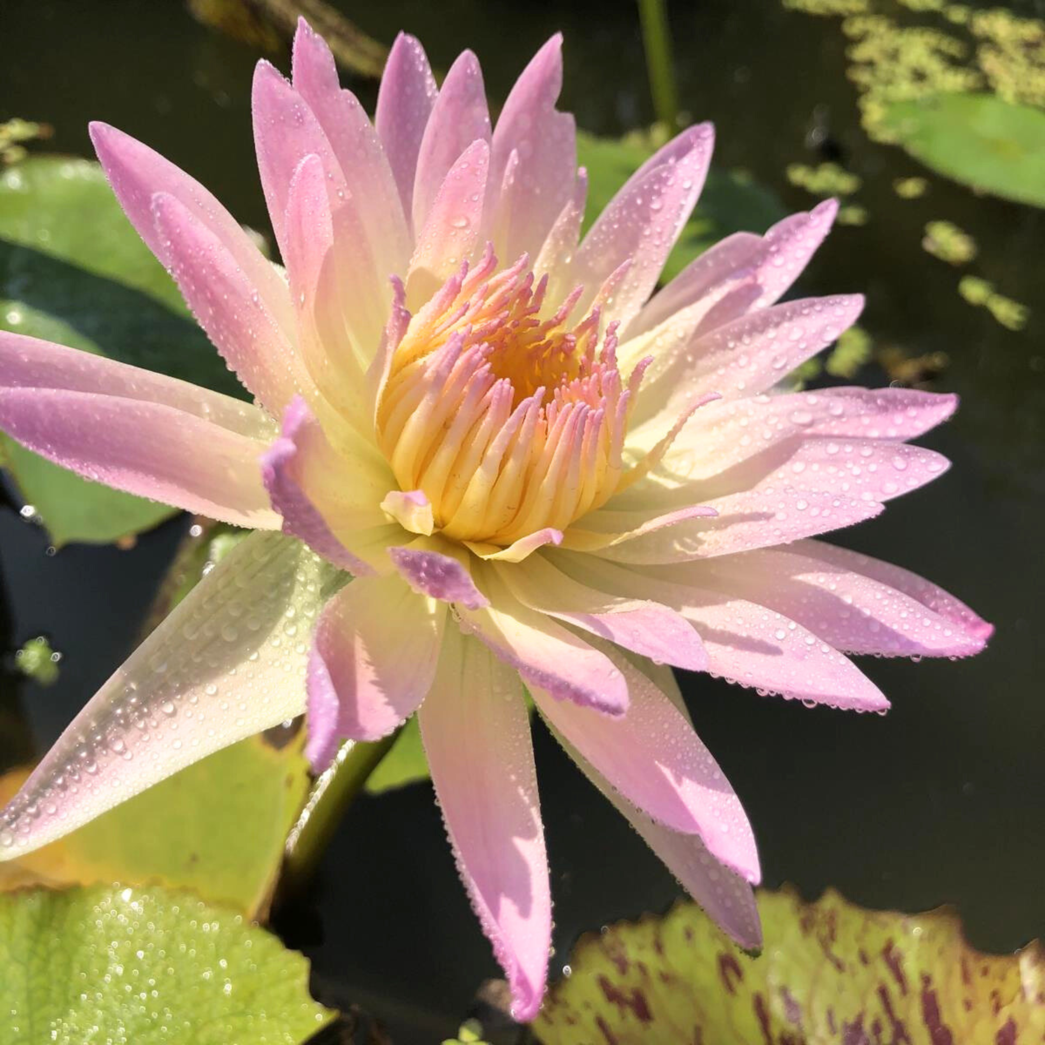 DZ Nymphaea Day Glow