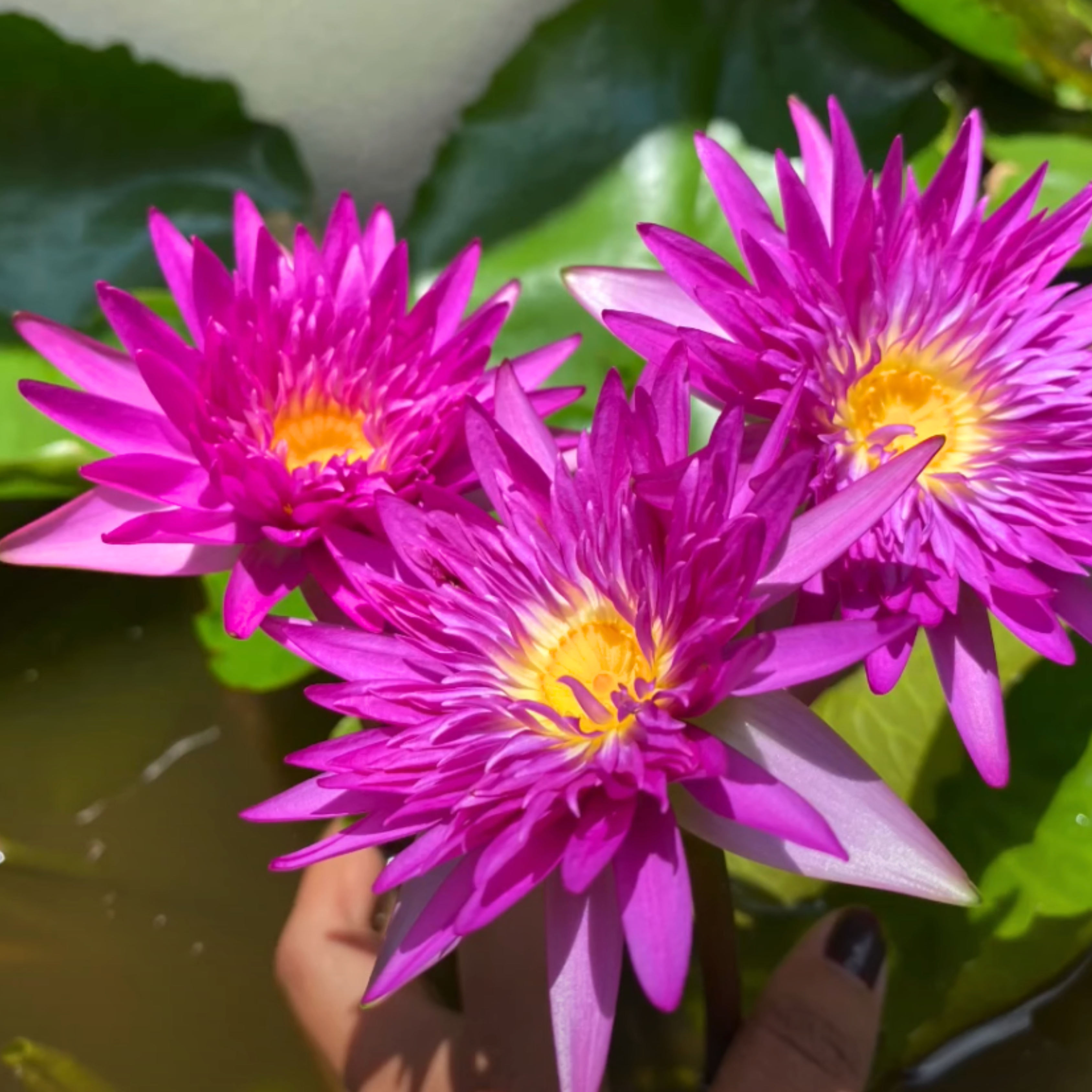 DZ Nymphaea Taweekan - view 5