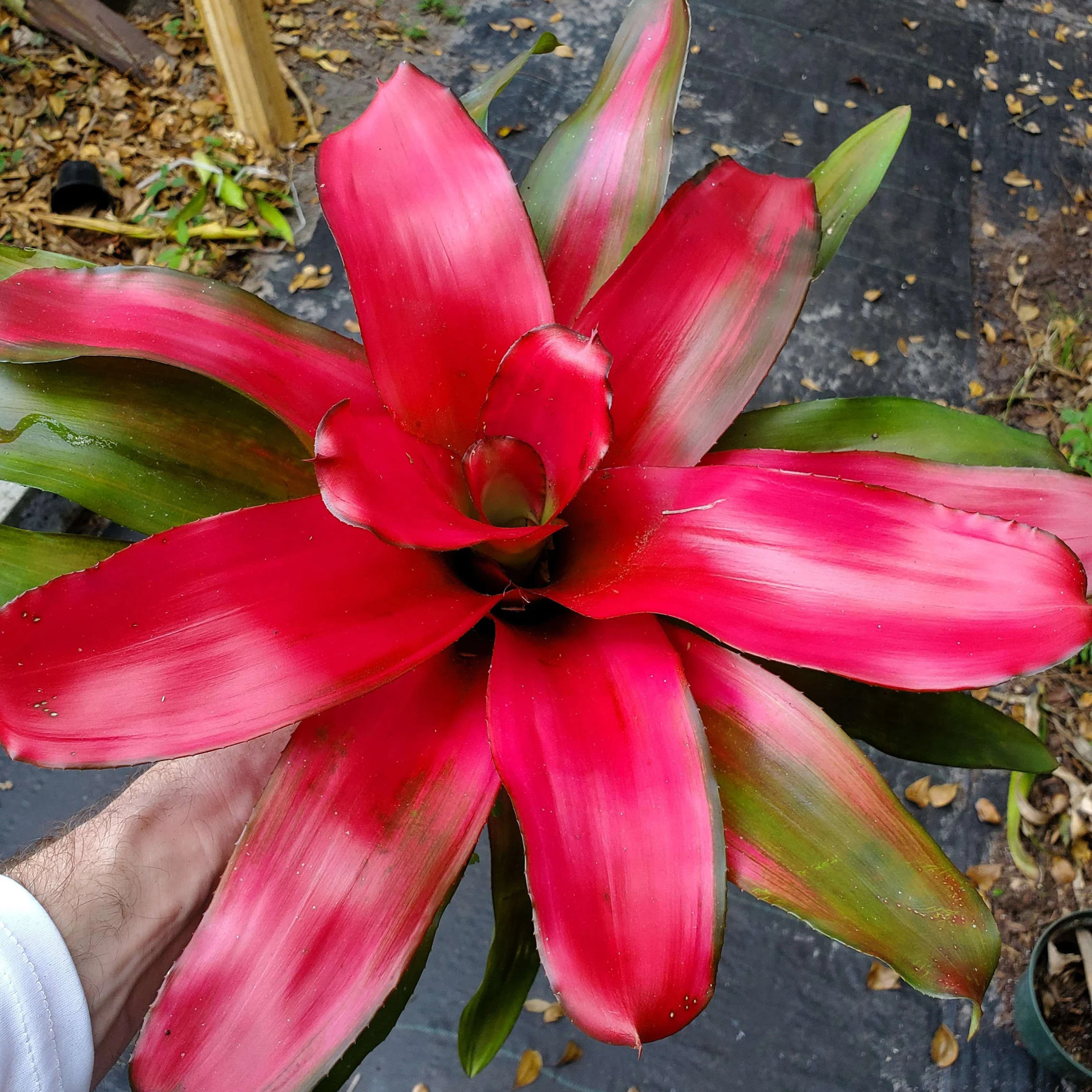 DZ Bromeliad Neoregelia Magali Indoor/Outdoor Live Plant - view 2
