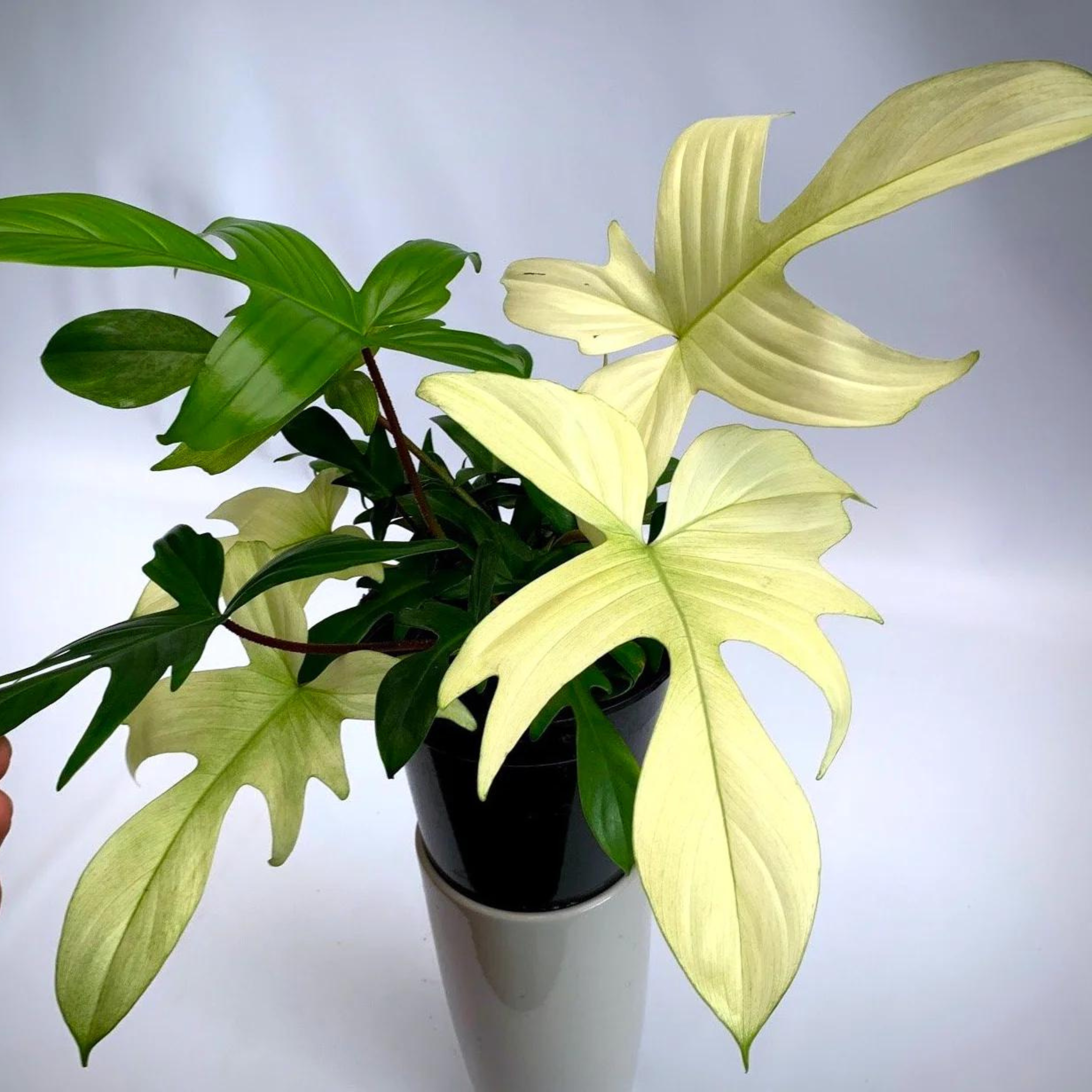 DZ Philodendron Florida Ghost Indoor/Outdoor Live Plant - view 2