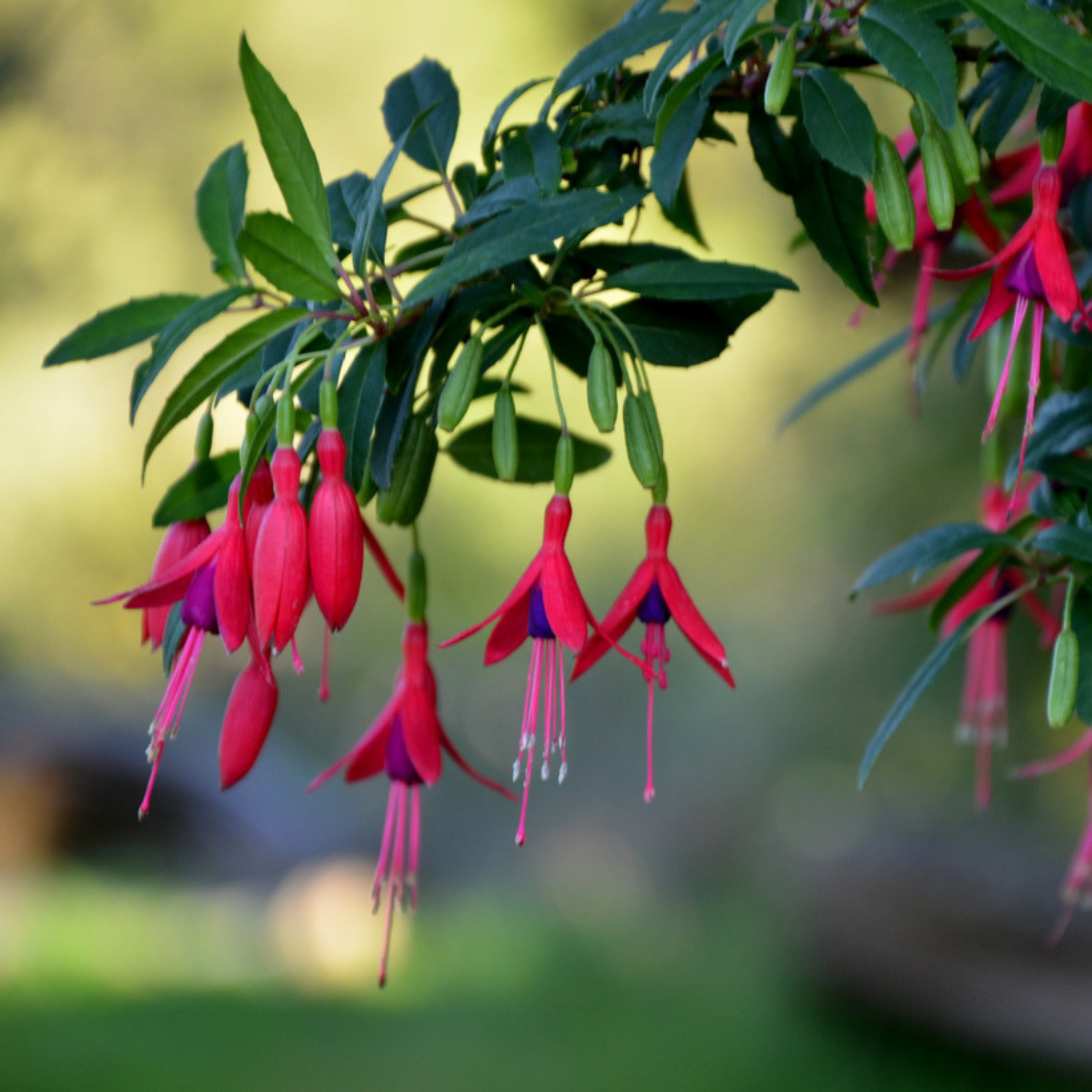 MR Fuchsia Desi Variety (Fuchsia magellanica) Rare All Time Flowering Live Plant - view 4
