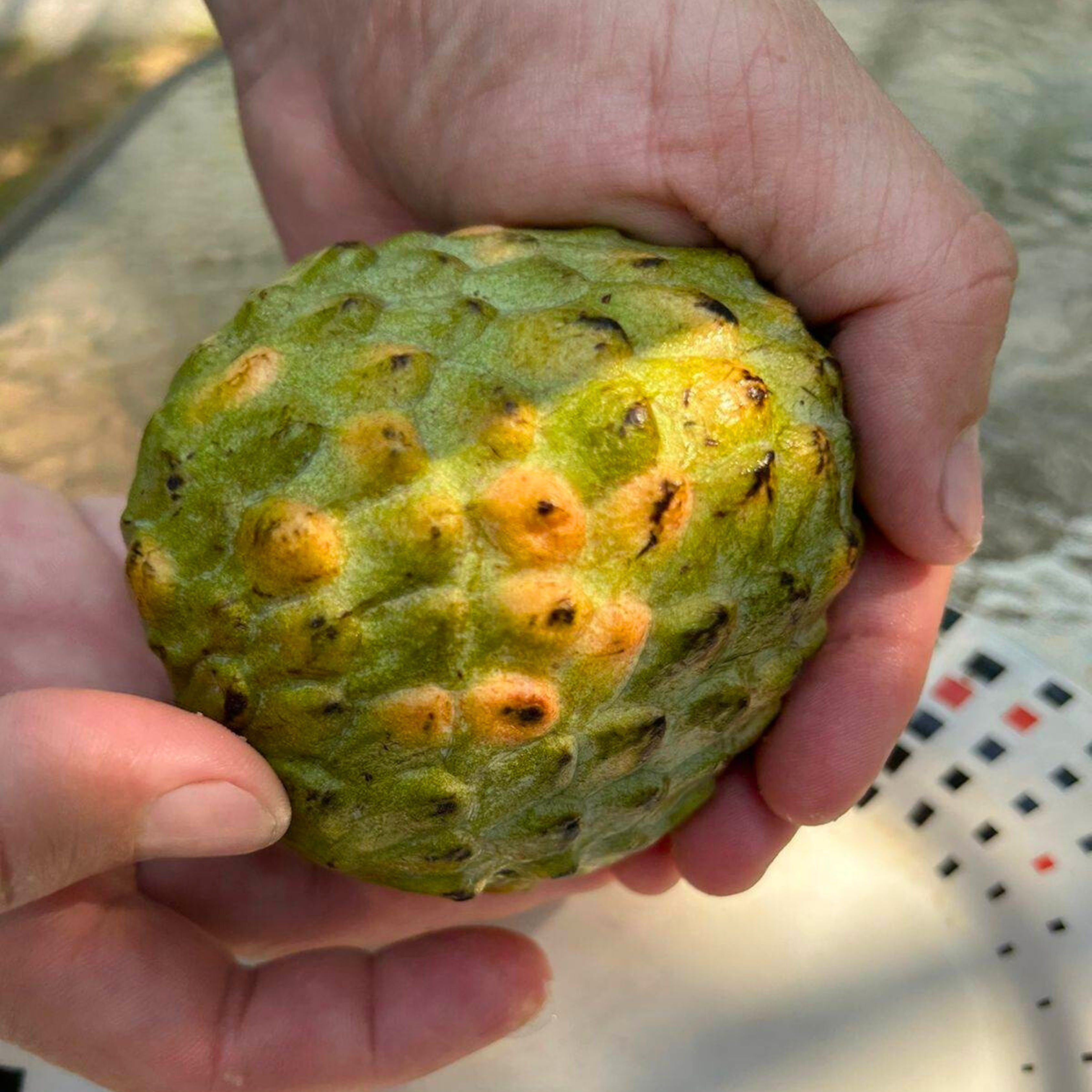 VL Escarlet (Annona reticulata) Fruit Live Plant - view 2