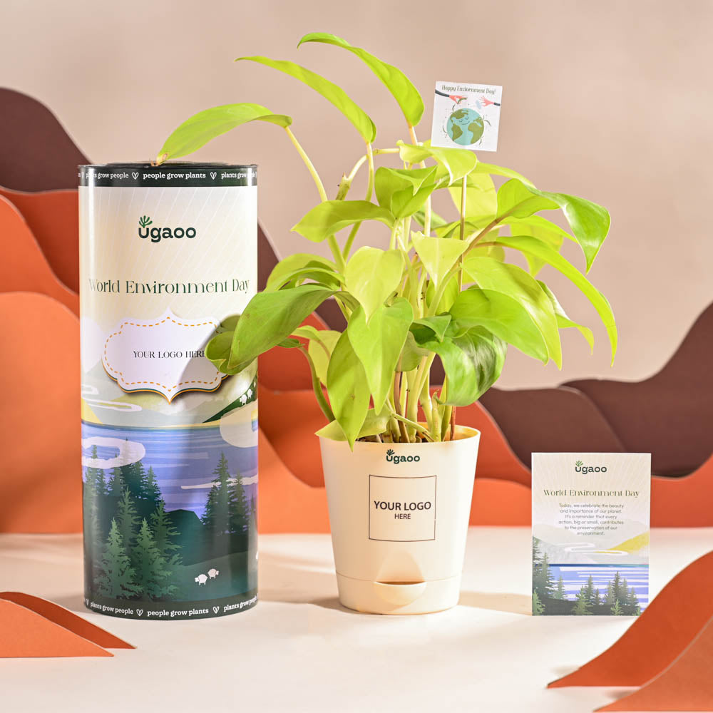 Ugaoo Philodendron Ceylon Golden Plant For Environment Day Gifting - view 2