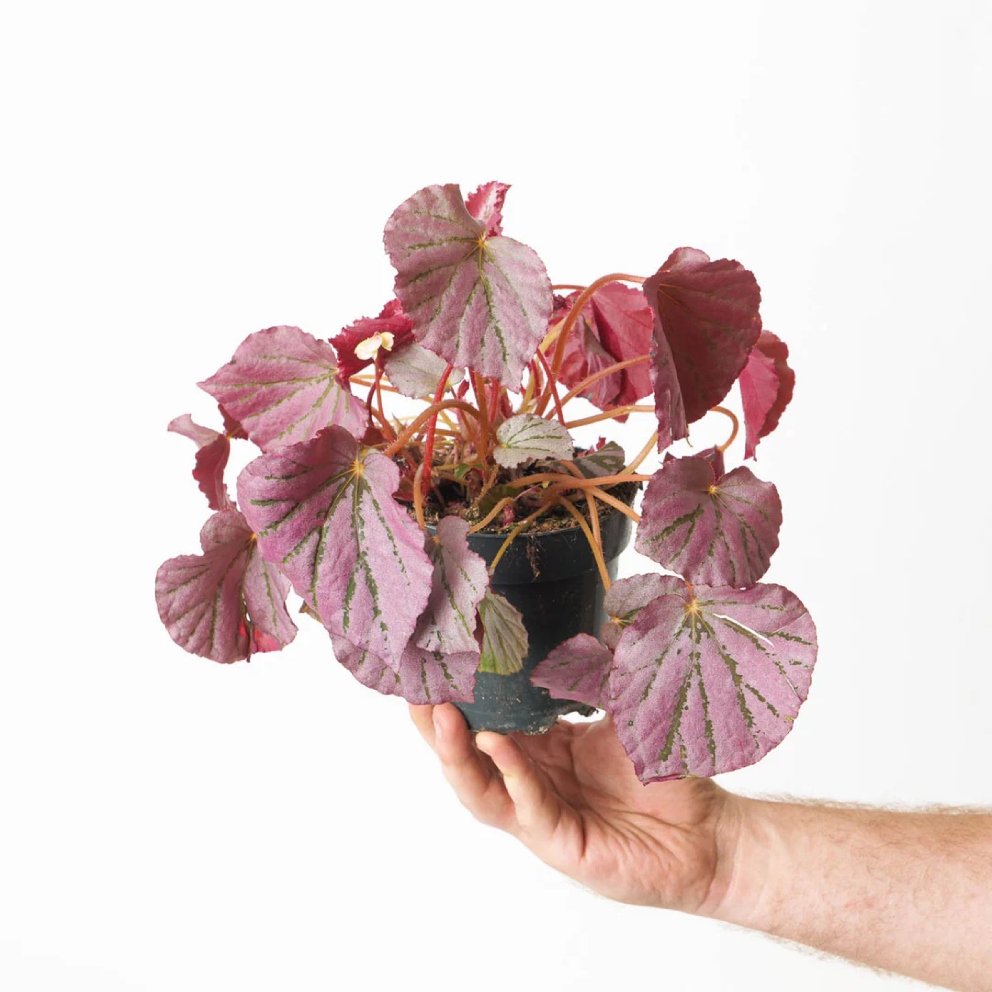 DZ Begonia Martin's Mystery Indoor/Outdoor Live Plant - view 2